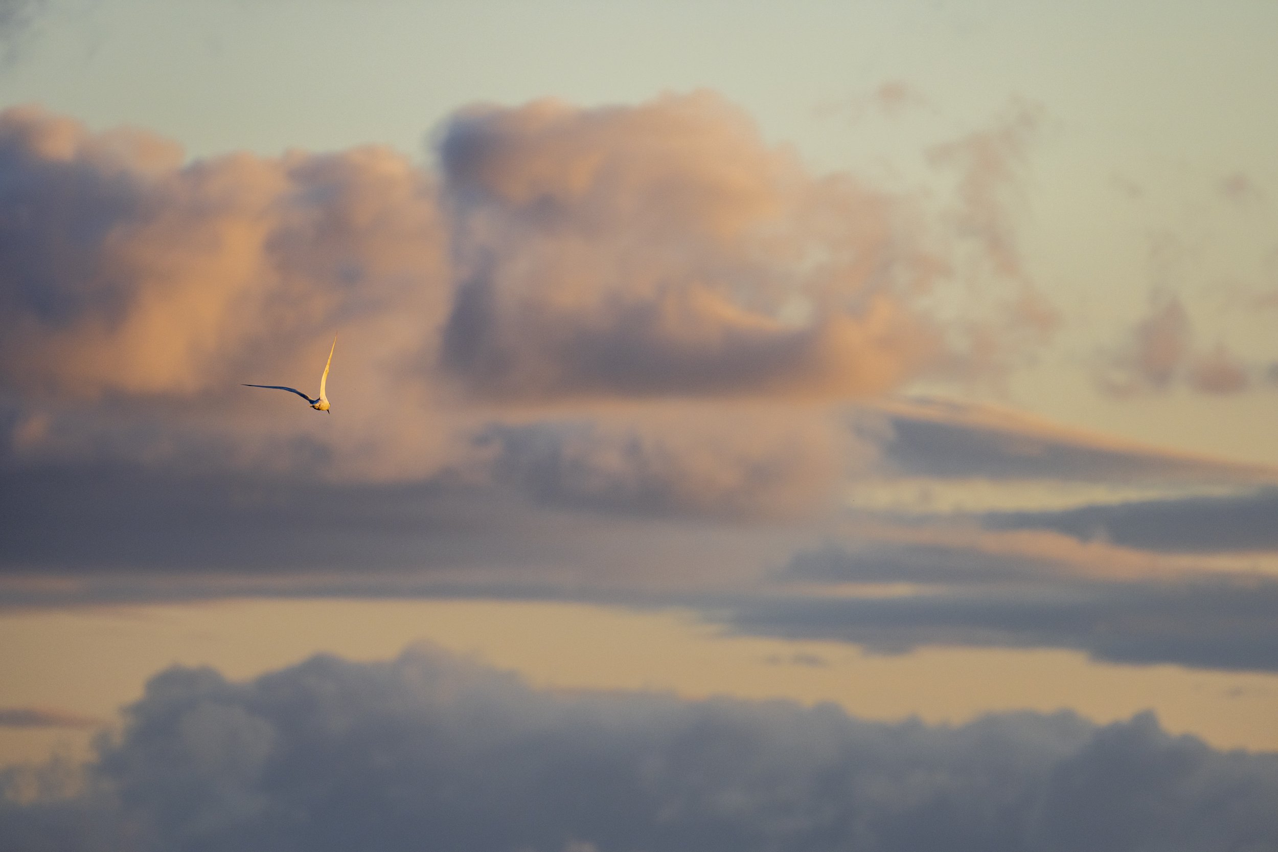 Burghead birds-12.jpg