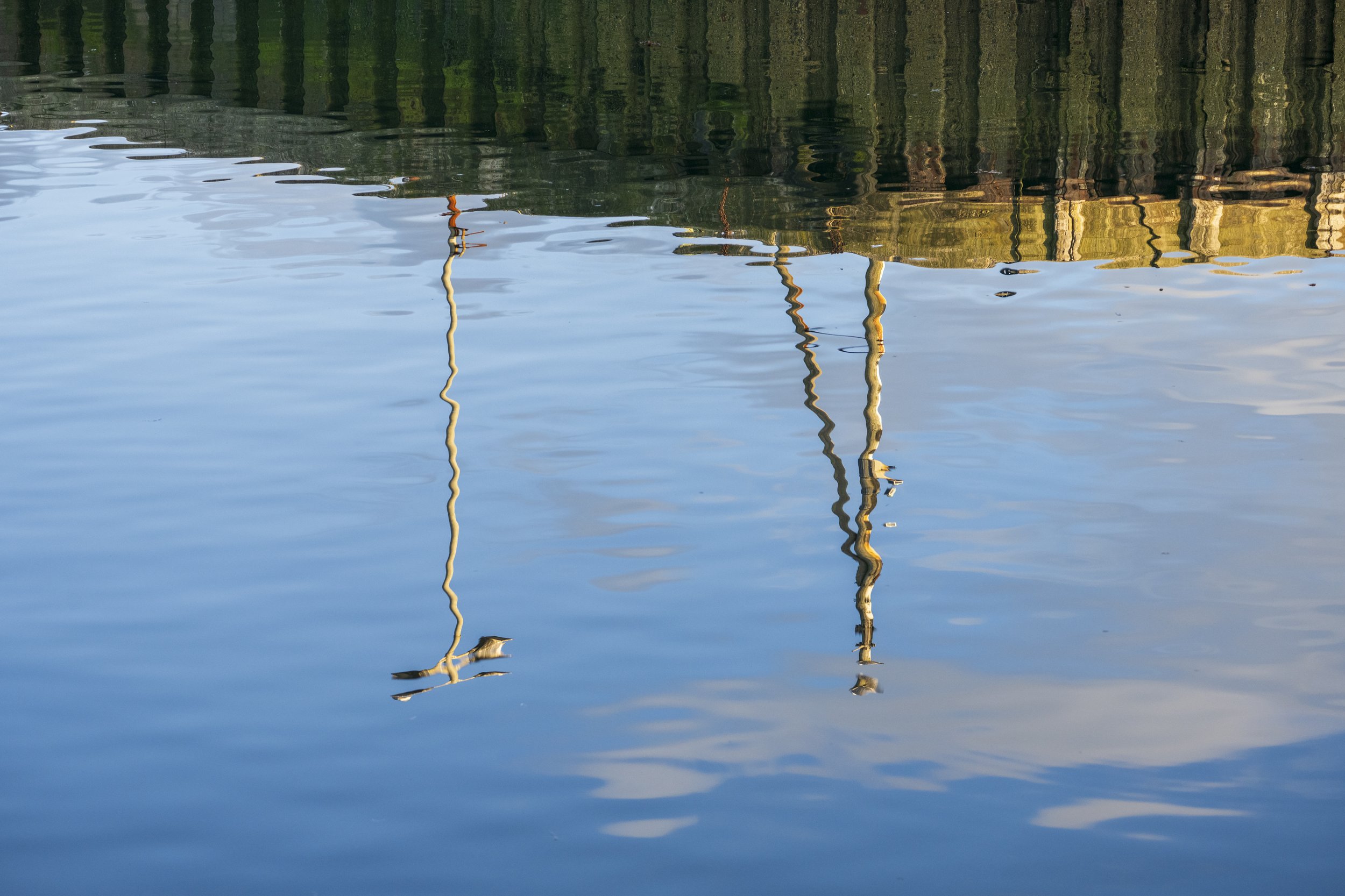 Burghead birds-75.jpg
