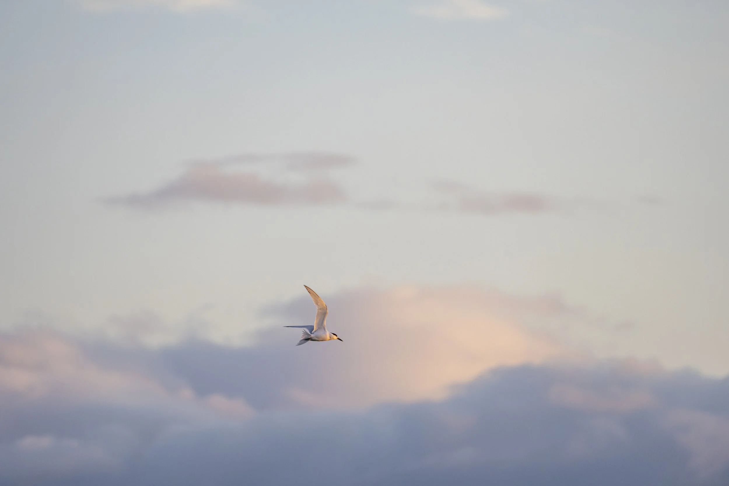 Burghead birds-3.jpg