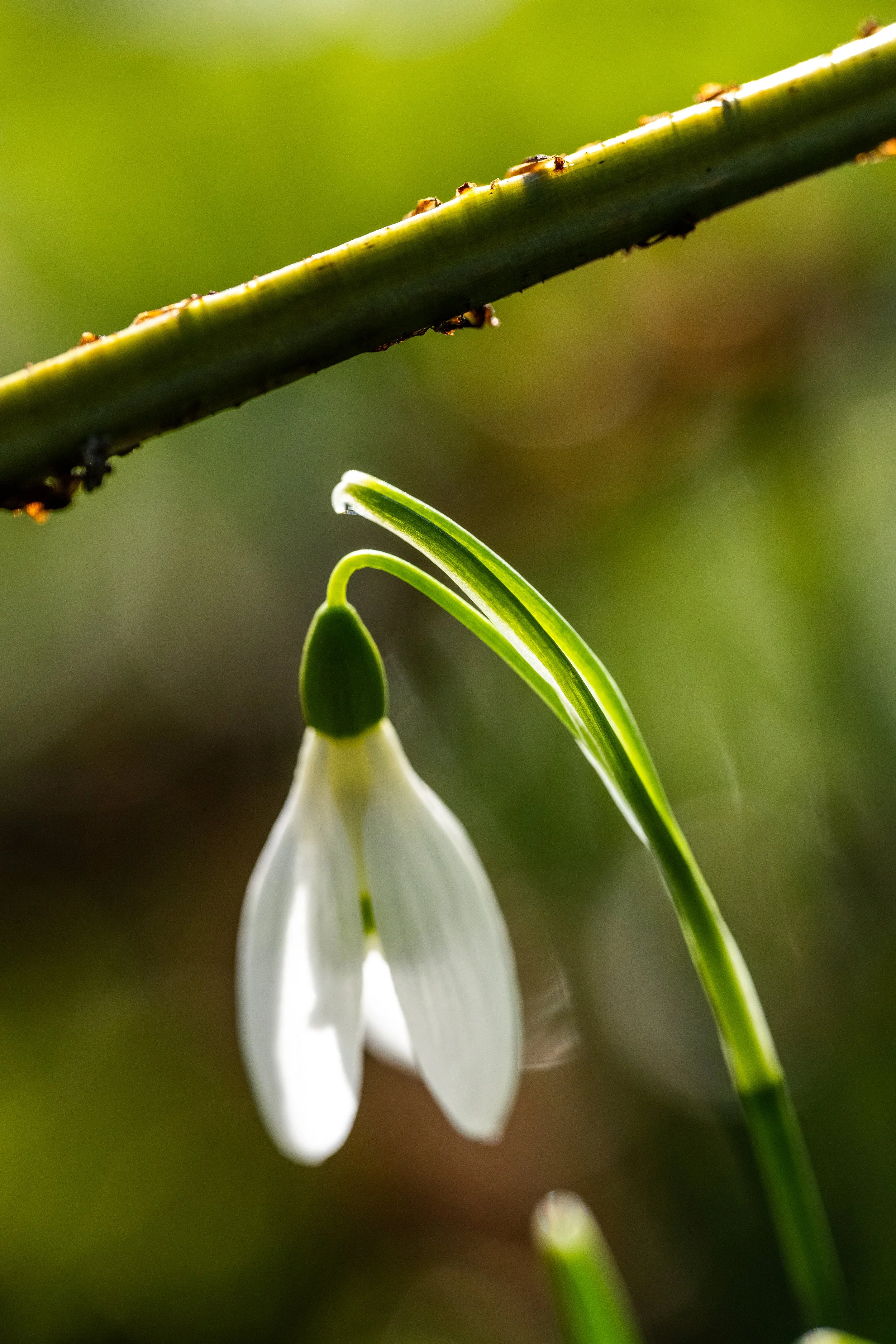 snow drop-12.jpg