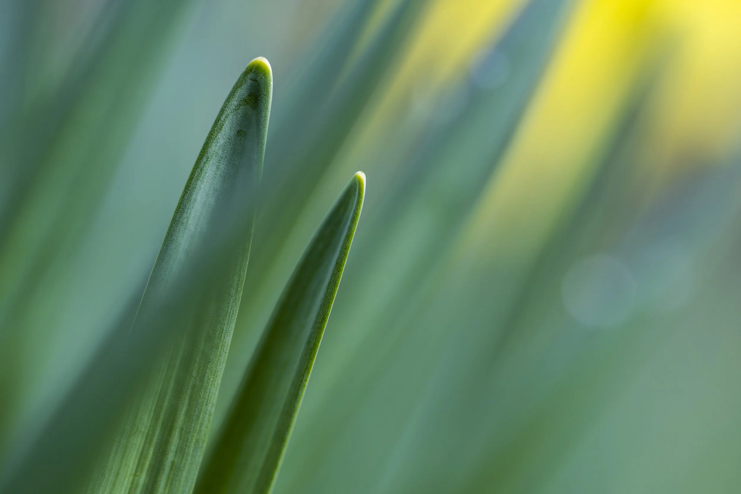 Marcassie Spring-24.jpg