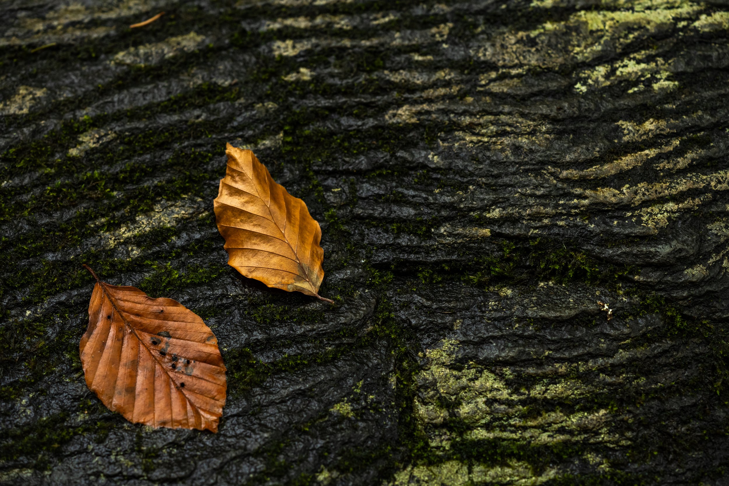 Heritage Images-18.jpg