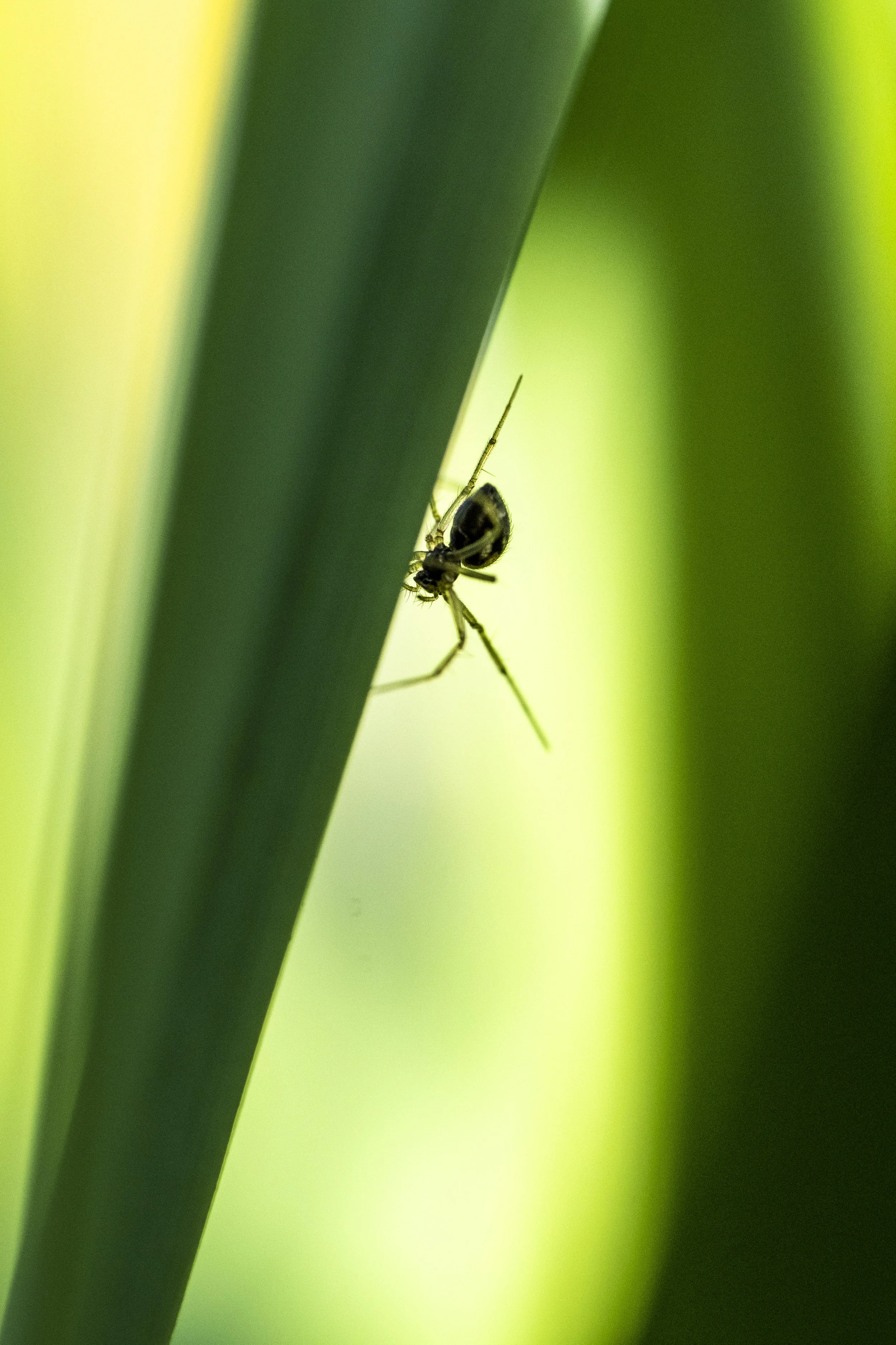 Marcassie Spring-46.jpg