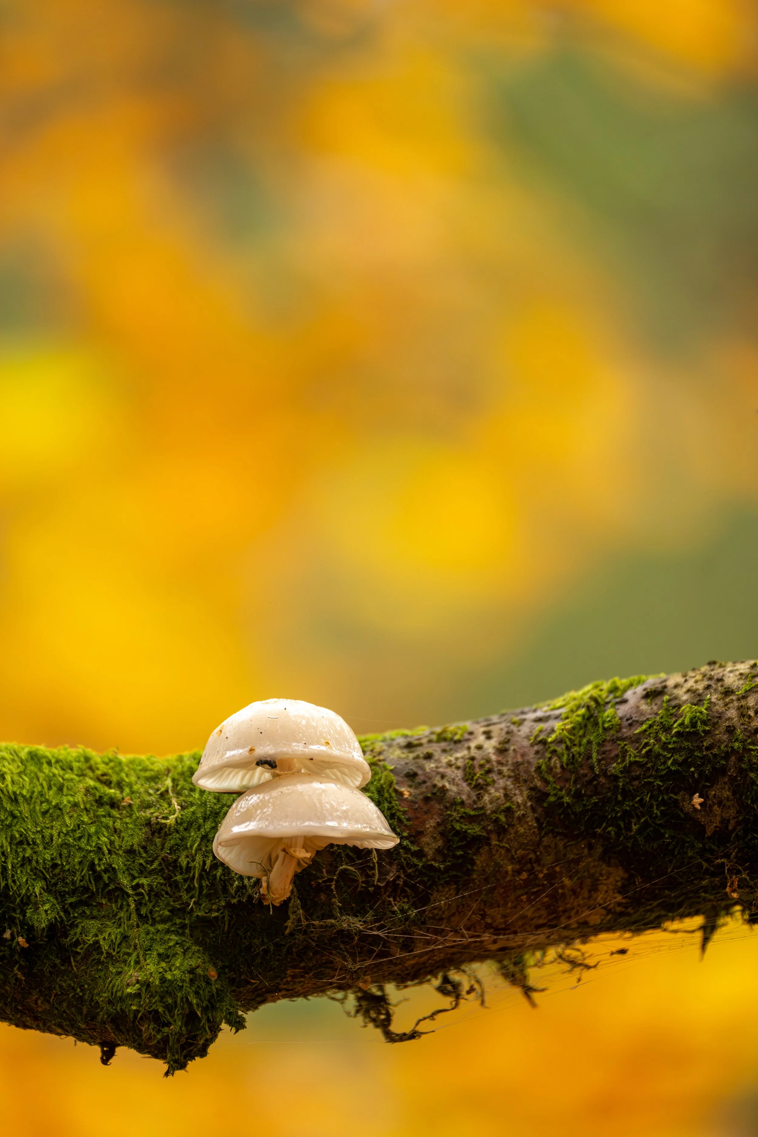 Loch Inch Tree-33.jpg