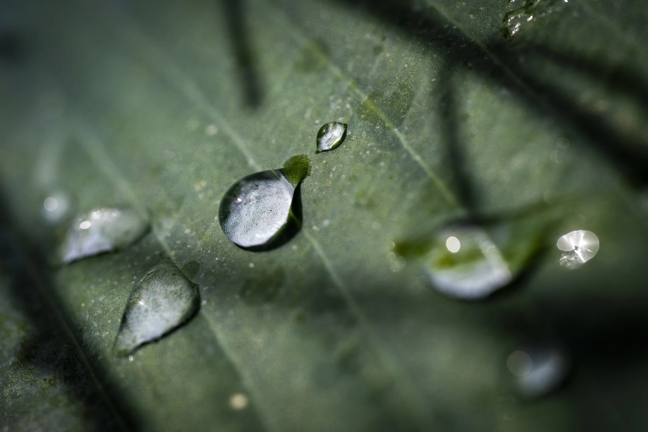 Beauty Burgie-43.jpg