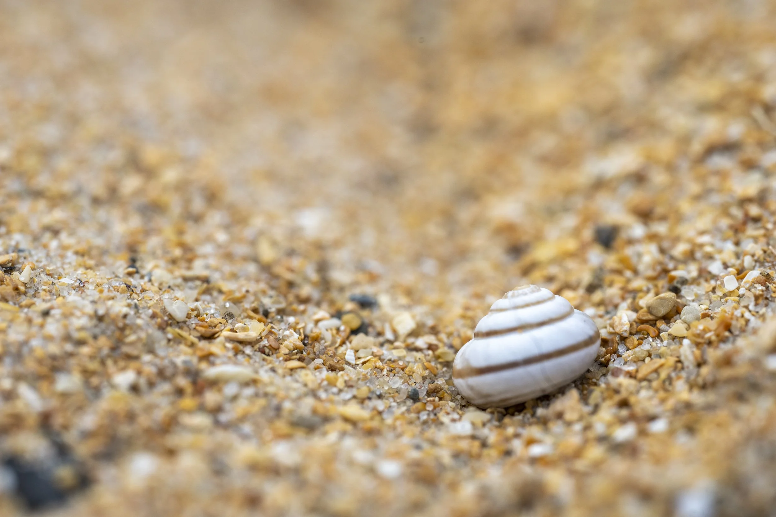 Fraserburgh Dunes Macro-35.jpg