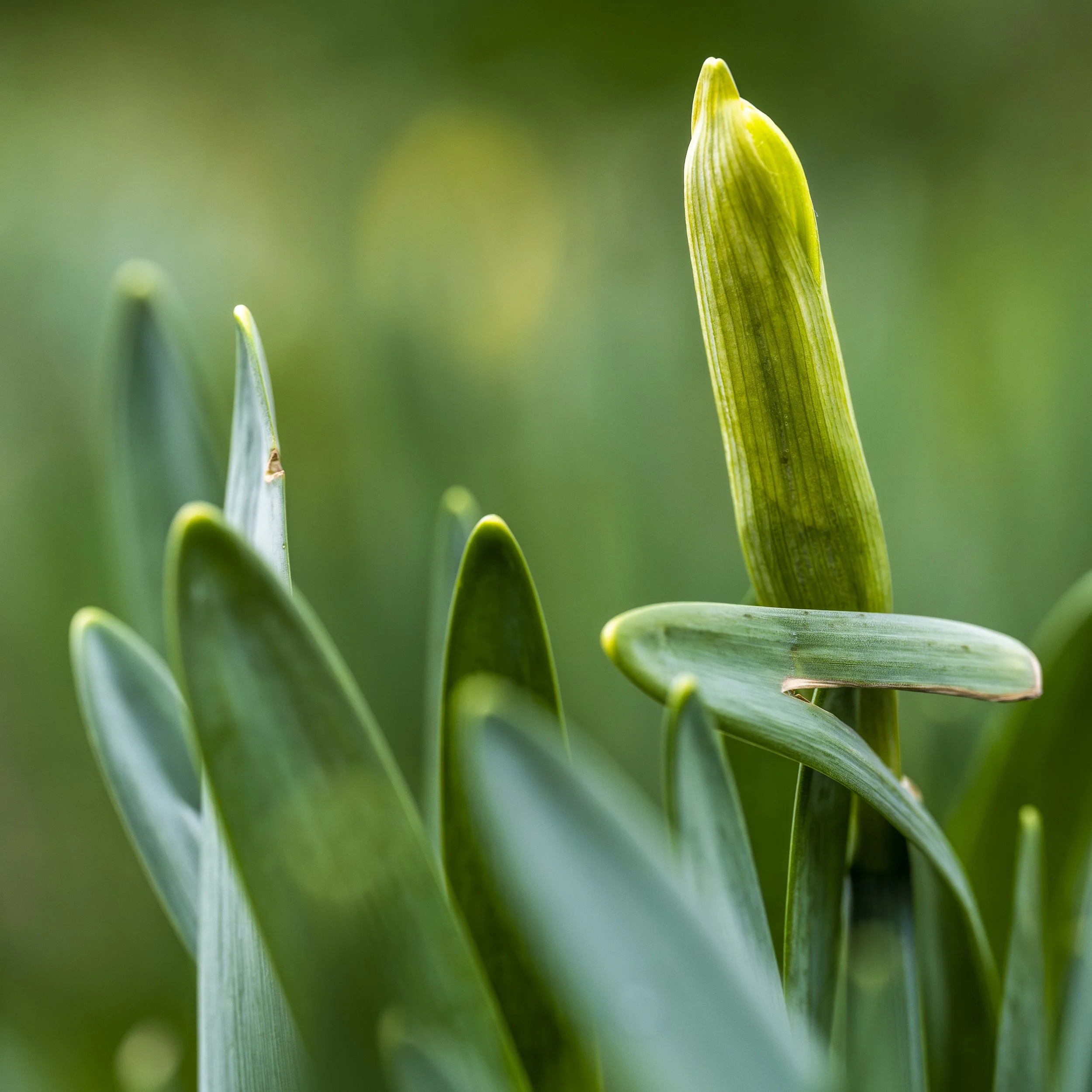 Marcassie Spring-38.jpg