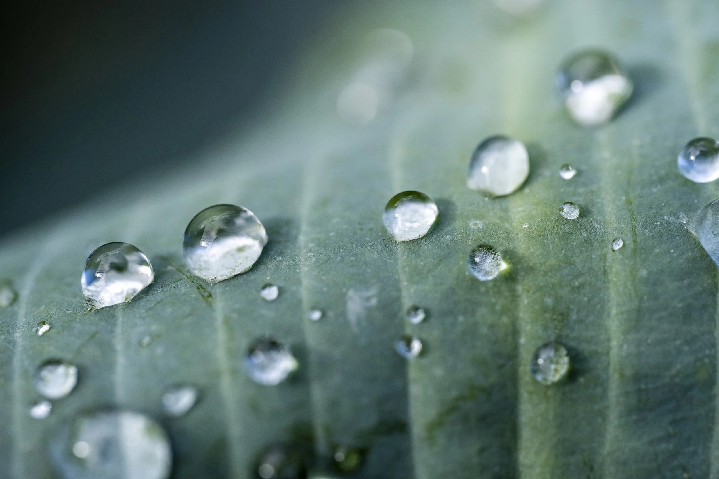 Beauty Burgie-57.jpg