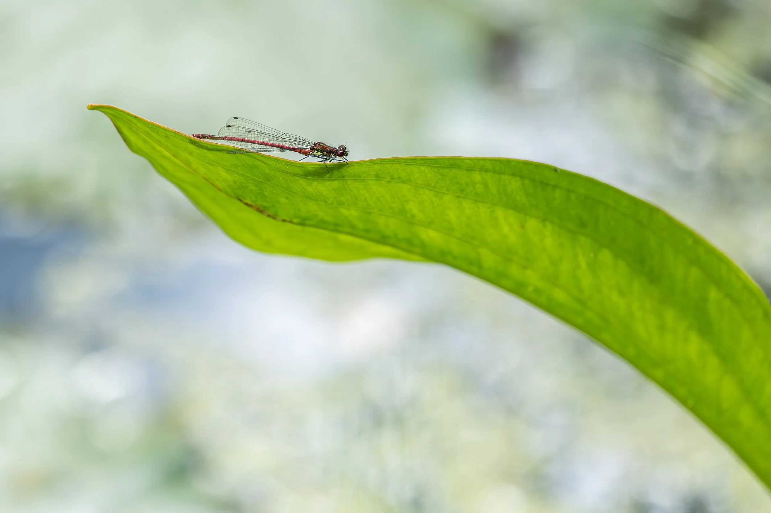 Damselfly-19.jpg
