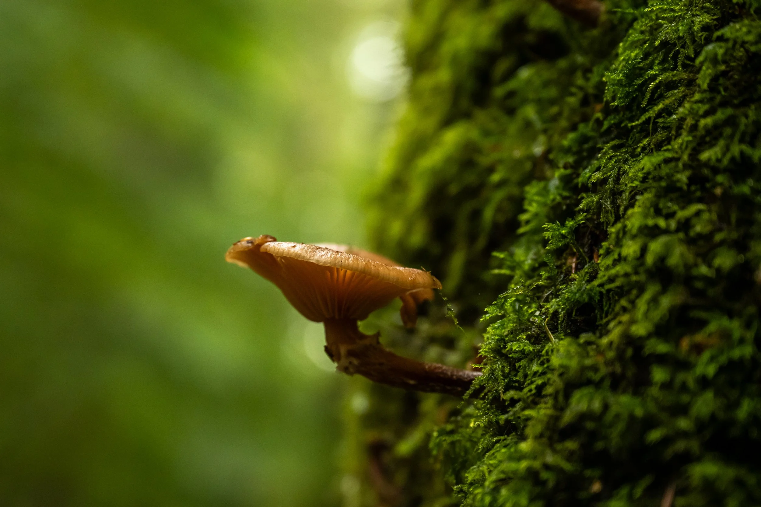 Heritage Images-29.jpg