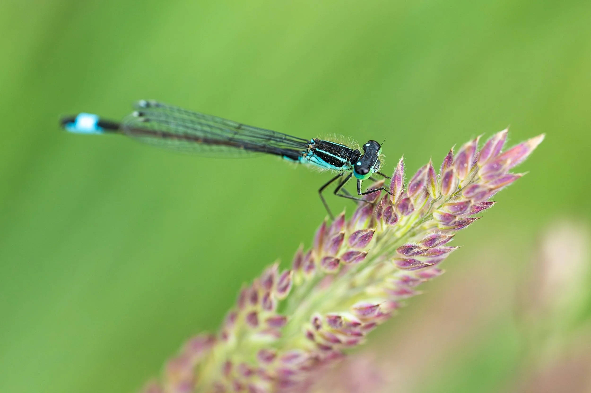 Damselfly-6.jpg