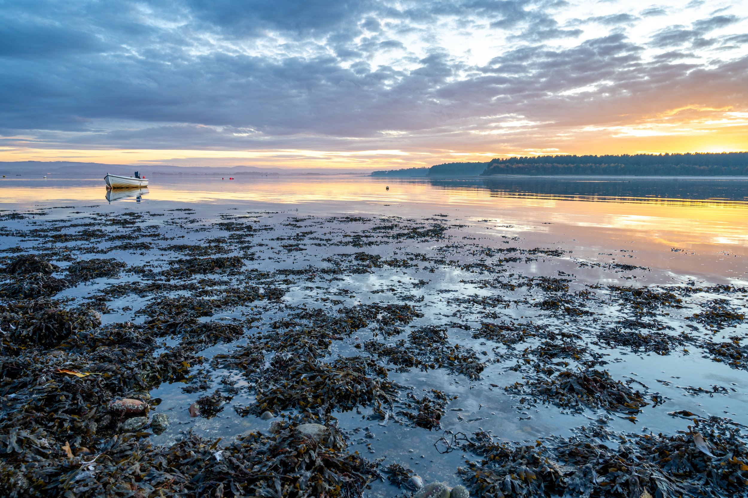 Calm Findhorn Bay at sunset with a boat floating on the water and a rocky shoreline covered in seaweed in the foreground.
