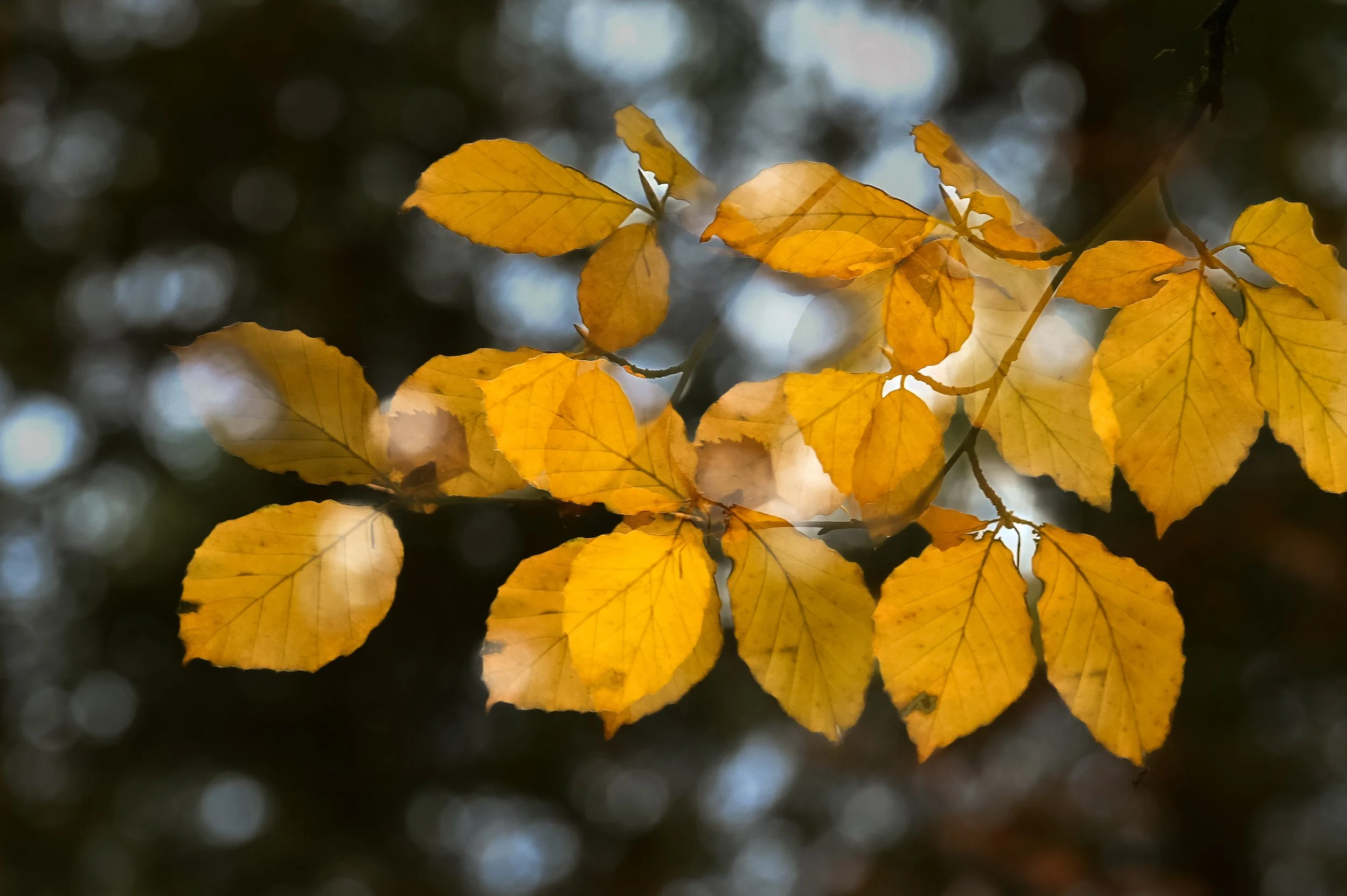 Loch Inch Tree-6.jpg