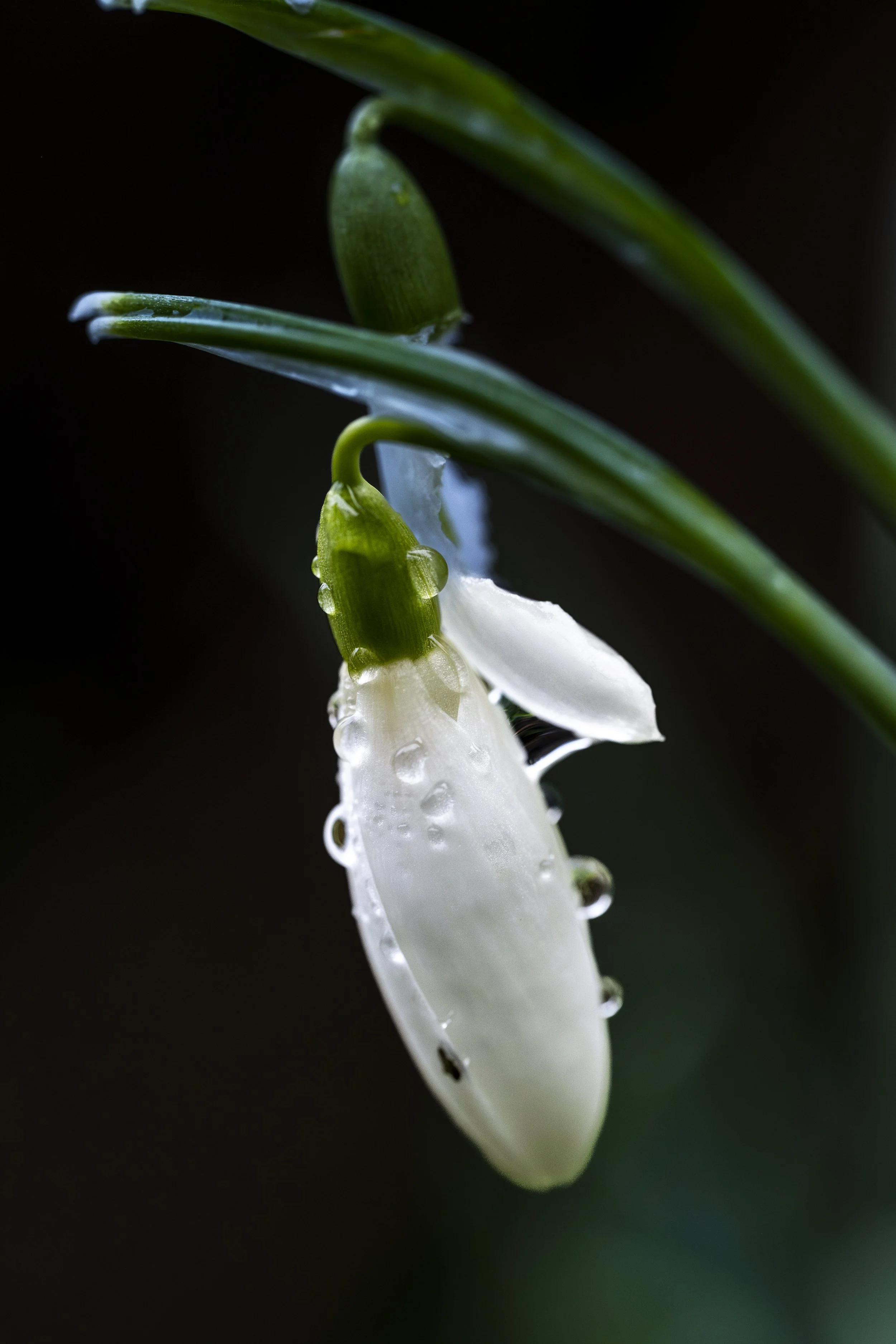 Snowdrop-33.jpg