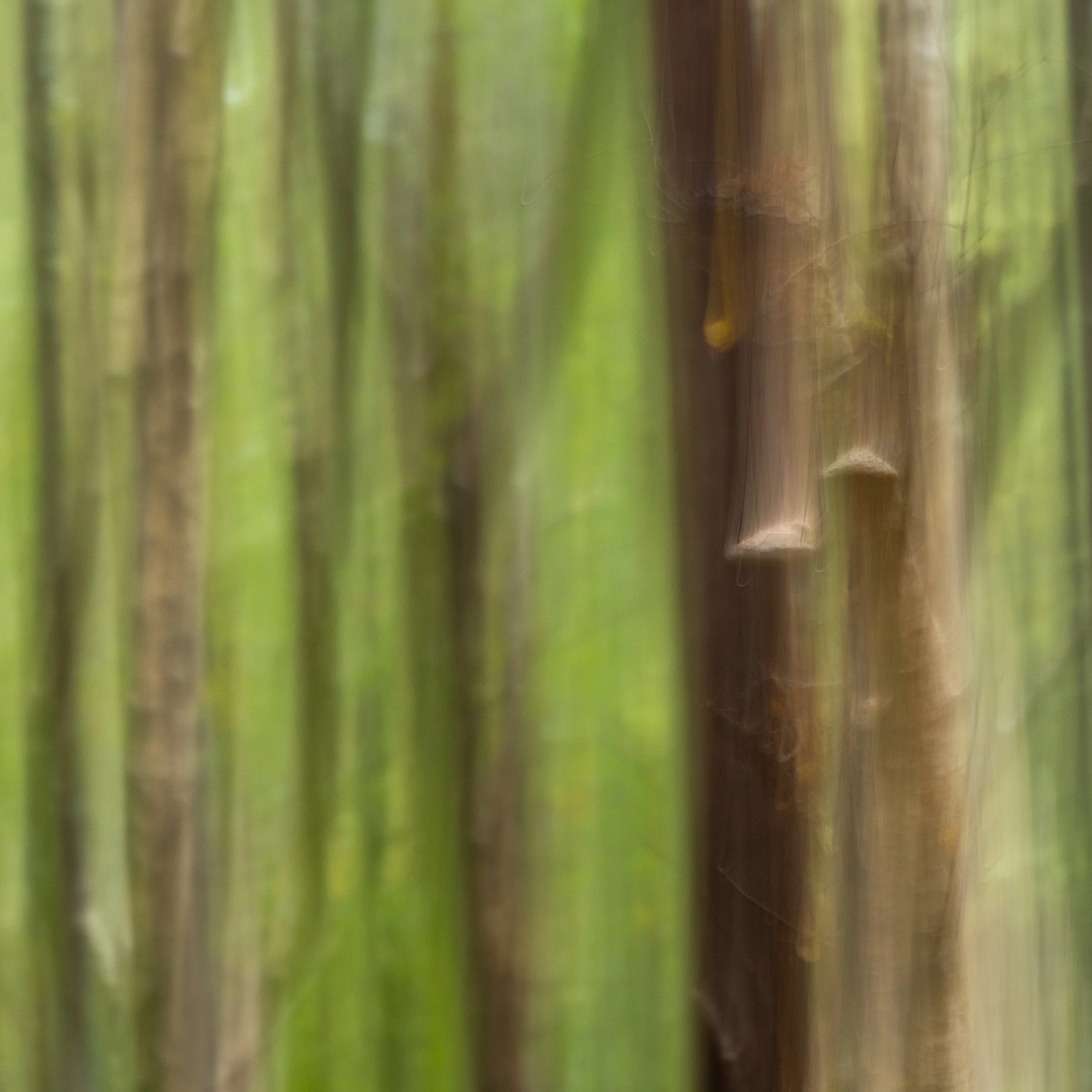 Autumn Abstract-22.jpg