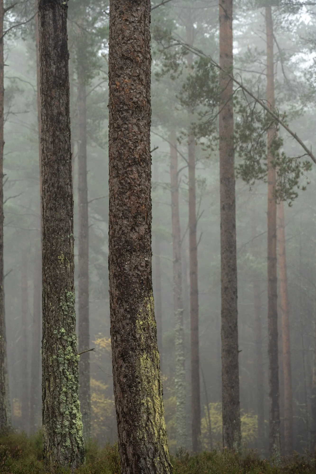 Autumn Abstract-26.jpg