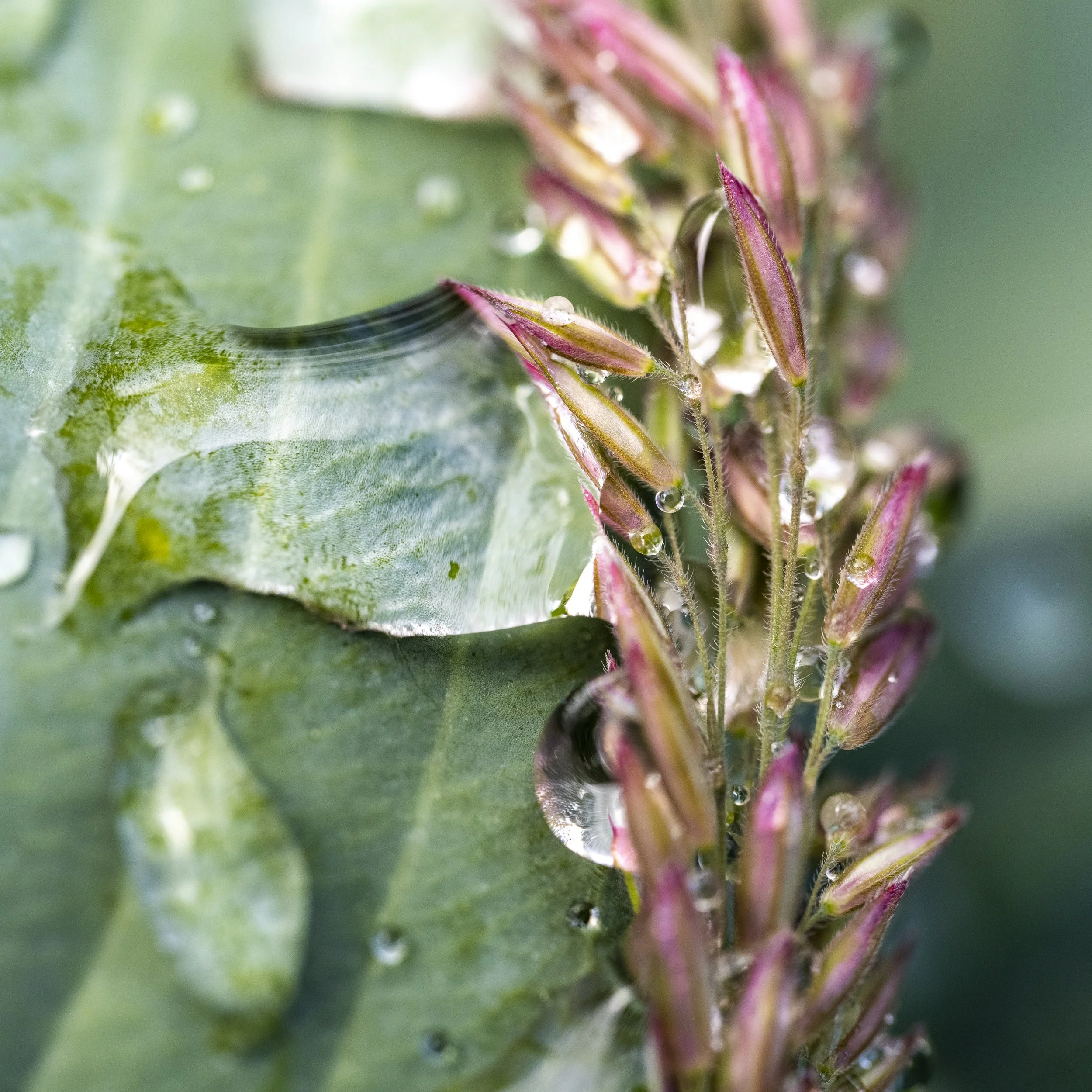 Beauty Burgie-55.jpg