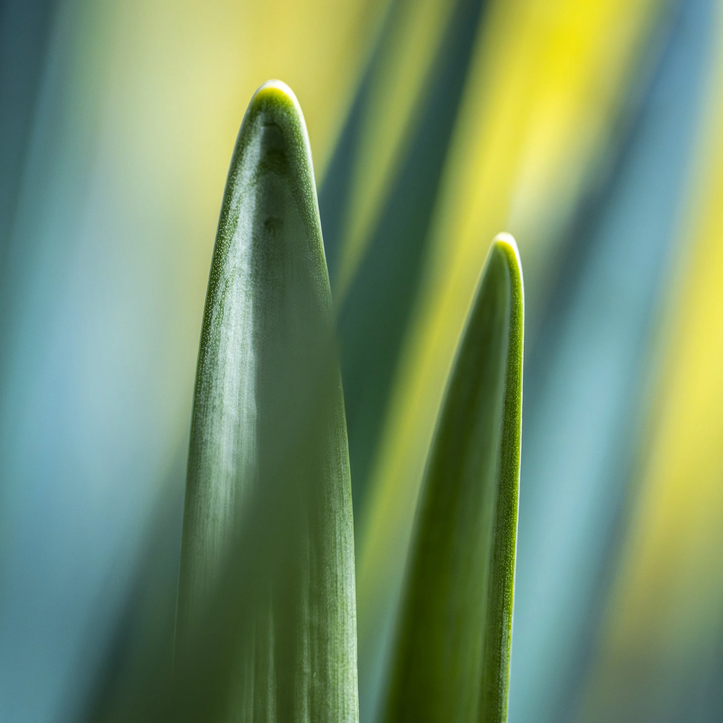 Marcassie Spring-29.jpg