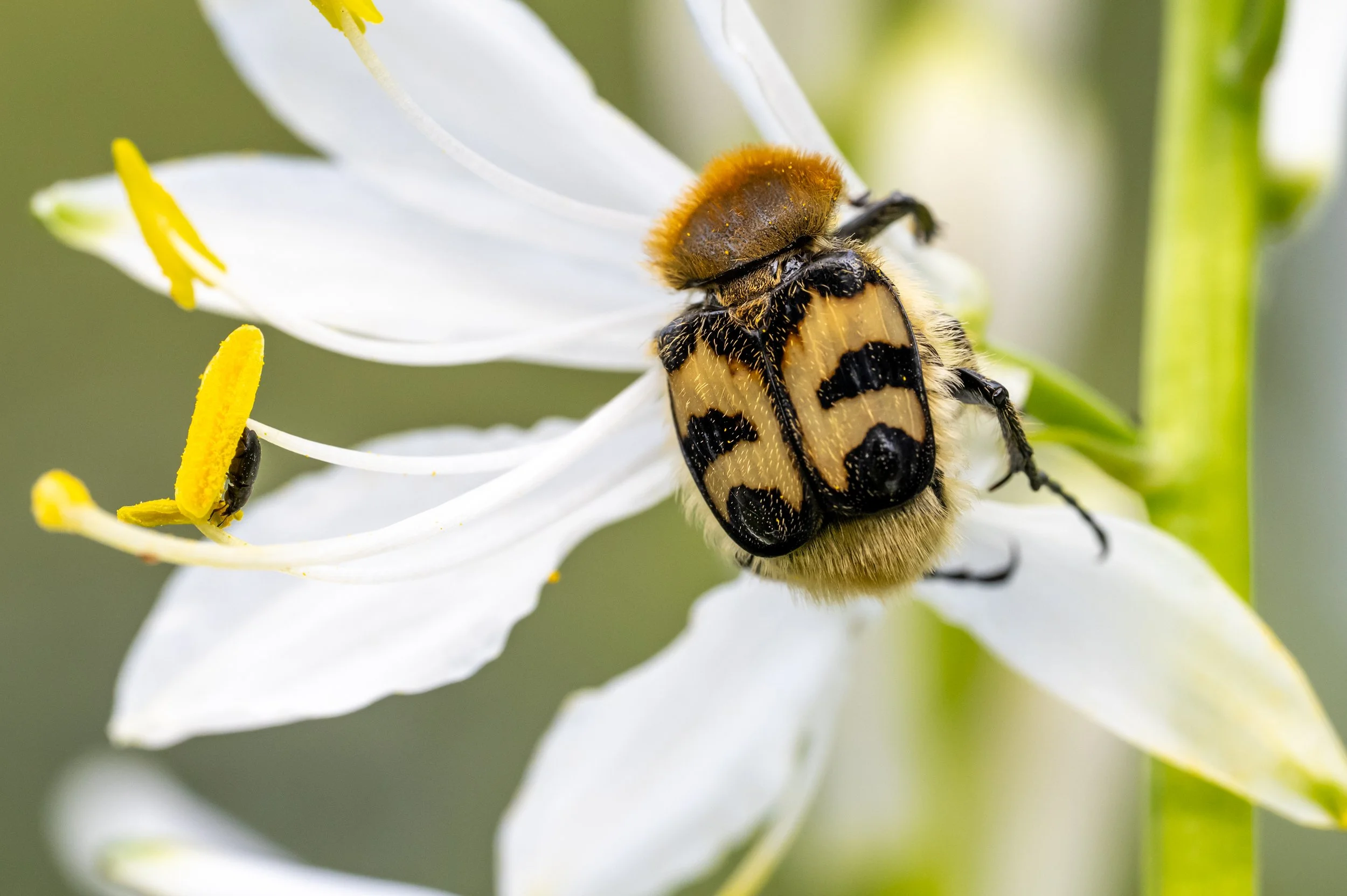 tripid macro video-26.jpg