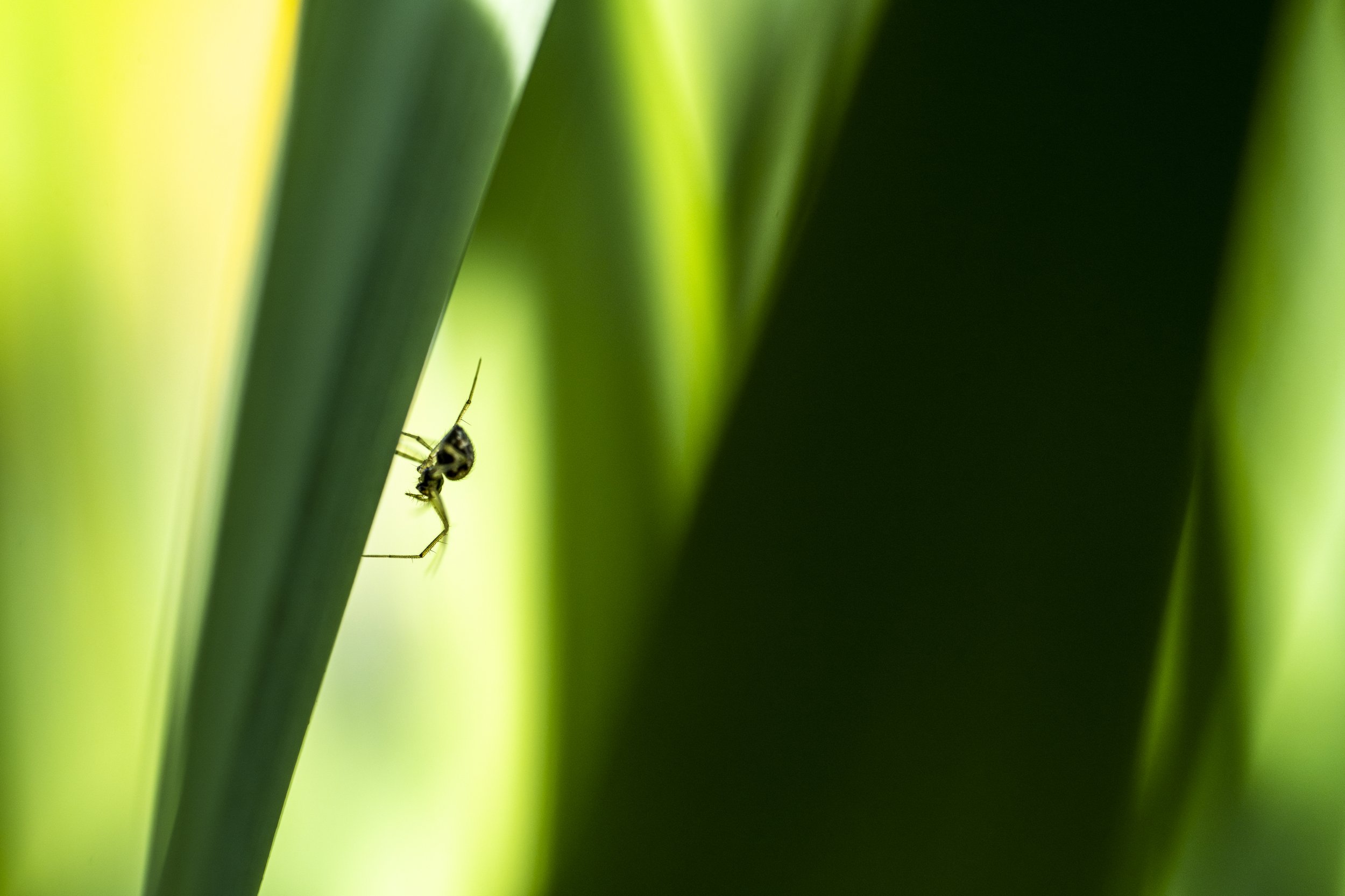 Marcassie Spring-45.jpg