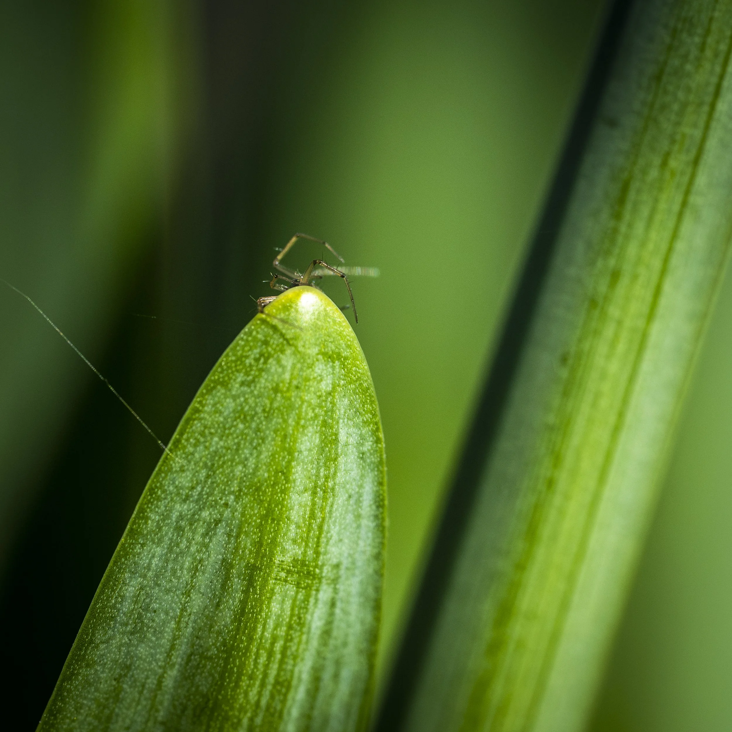 Marcassie Spring-49.jpg