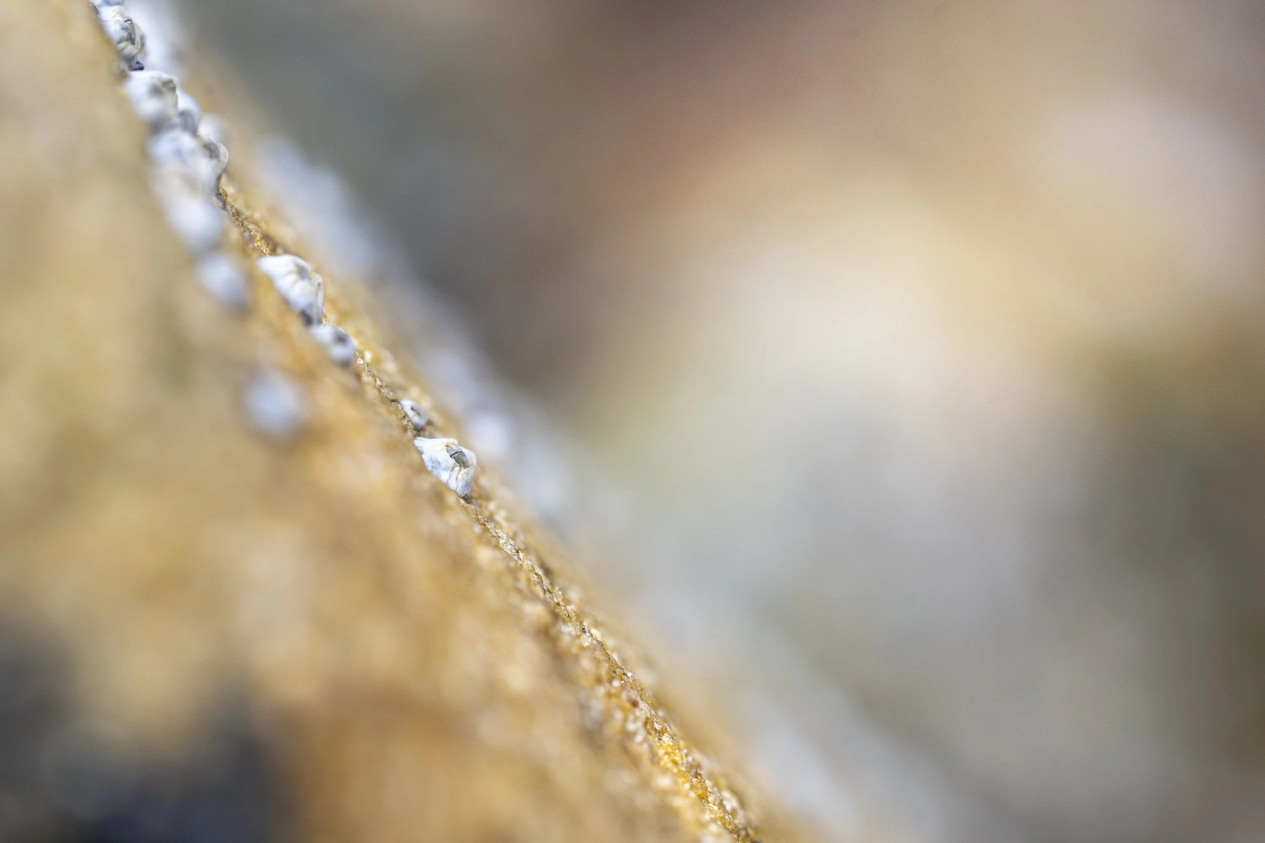 Rock Macro Images-10.jpg