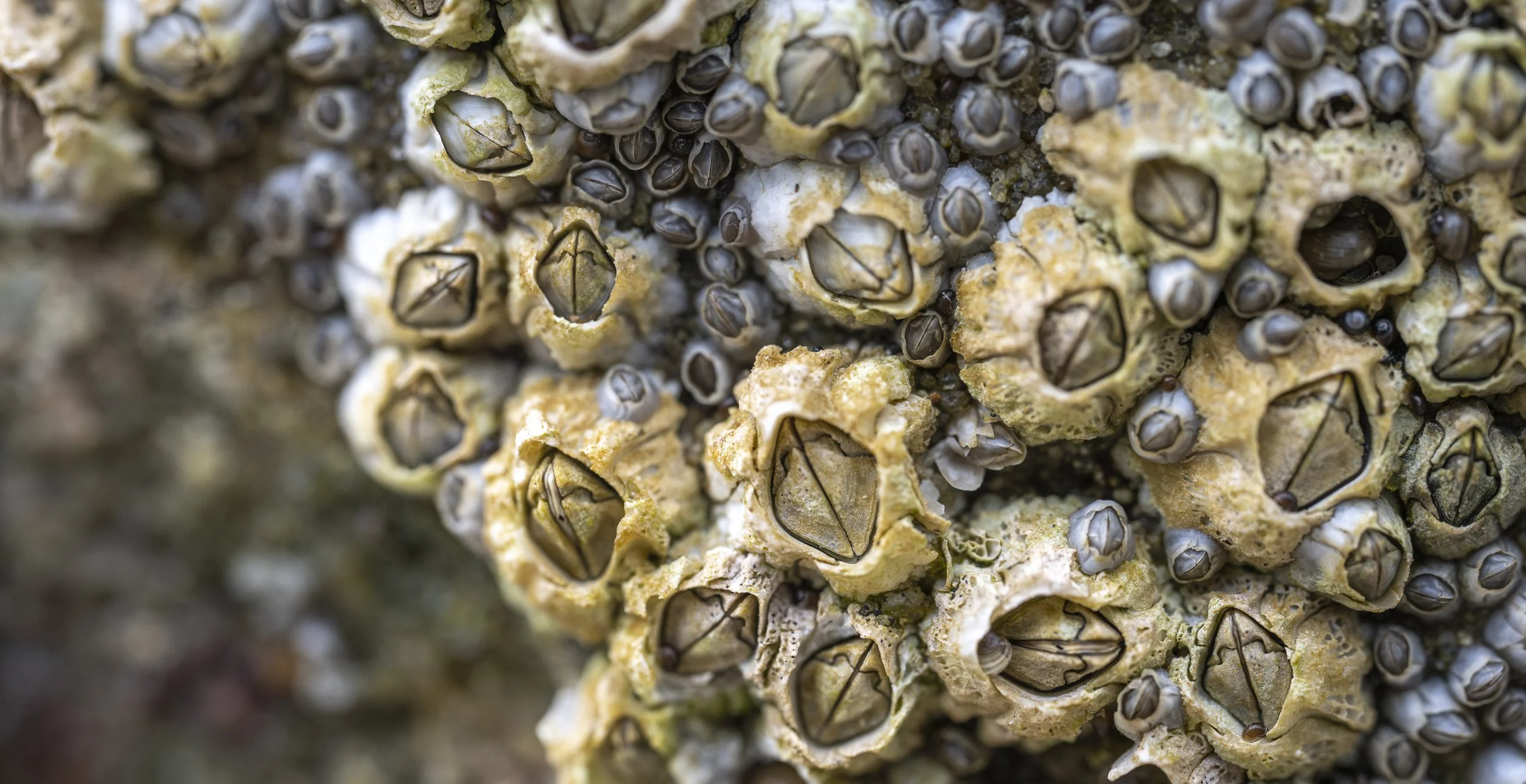 Rock Macro Images-30.jpg