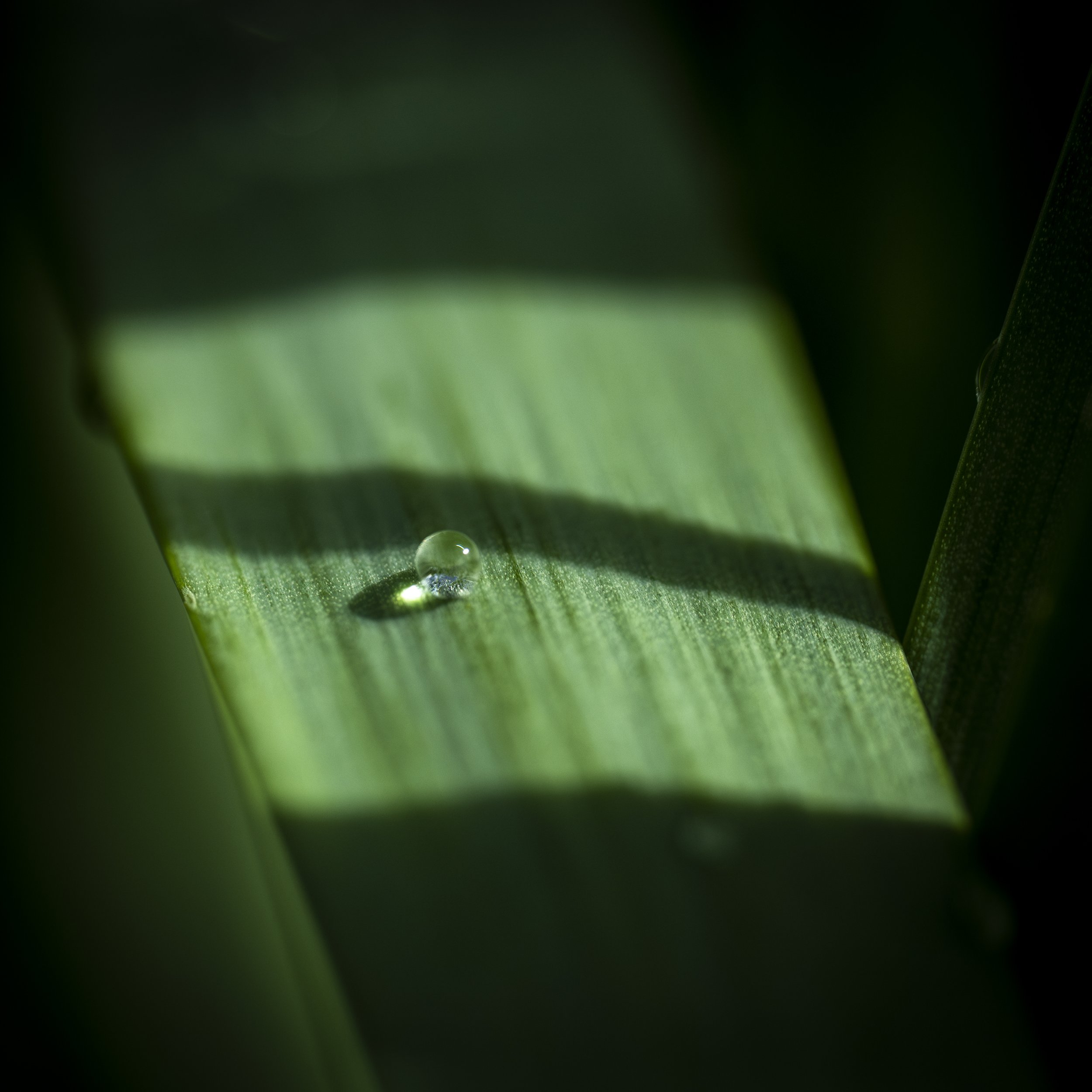 Marcassie Spring-31.jpg