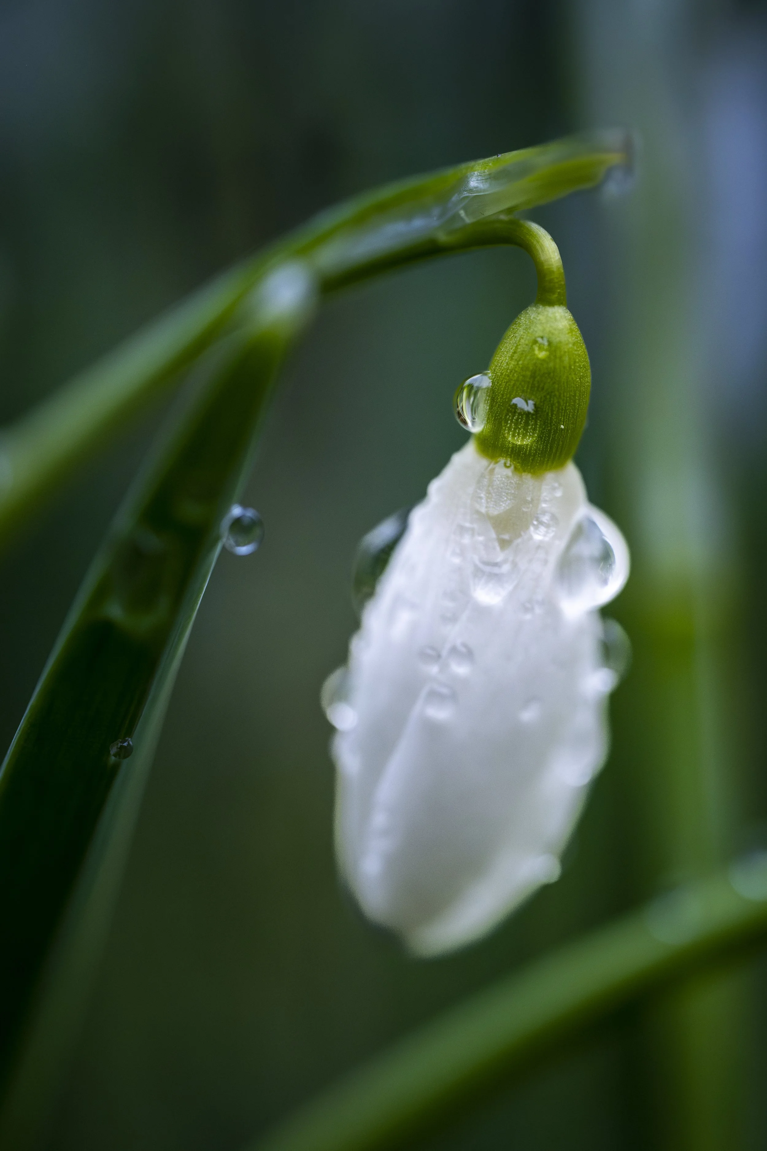 Snowdrop-31.jpg