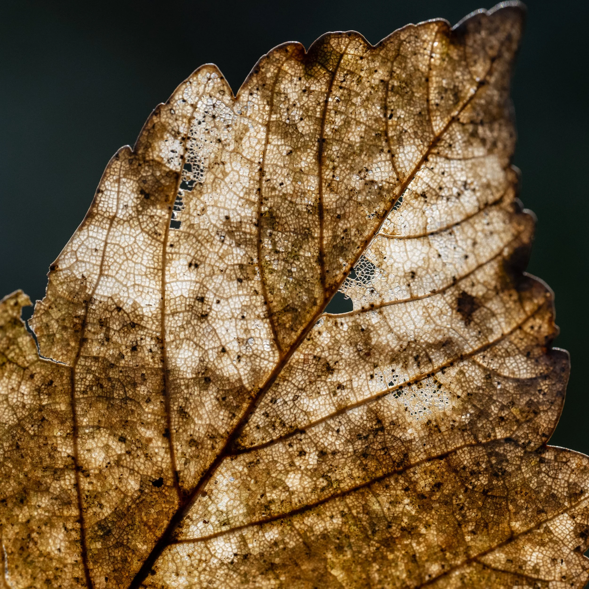bigger macro leaves_-12.jpg