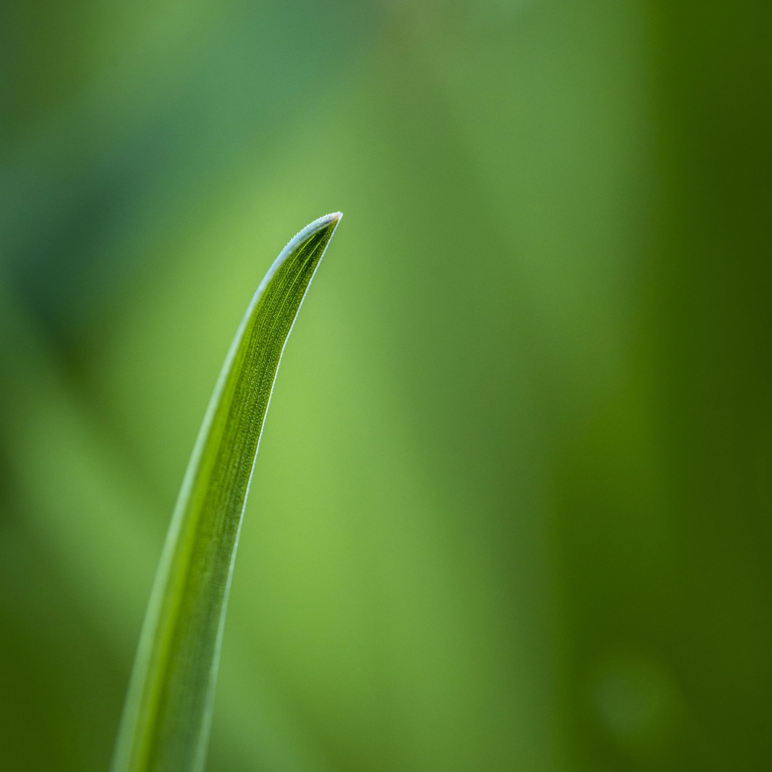 Marcassie Spring-44.jpg