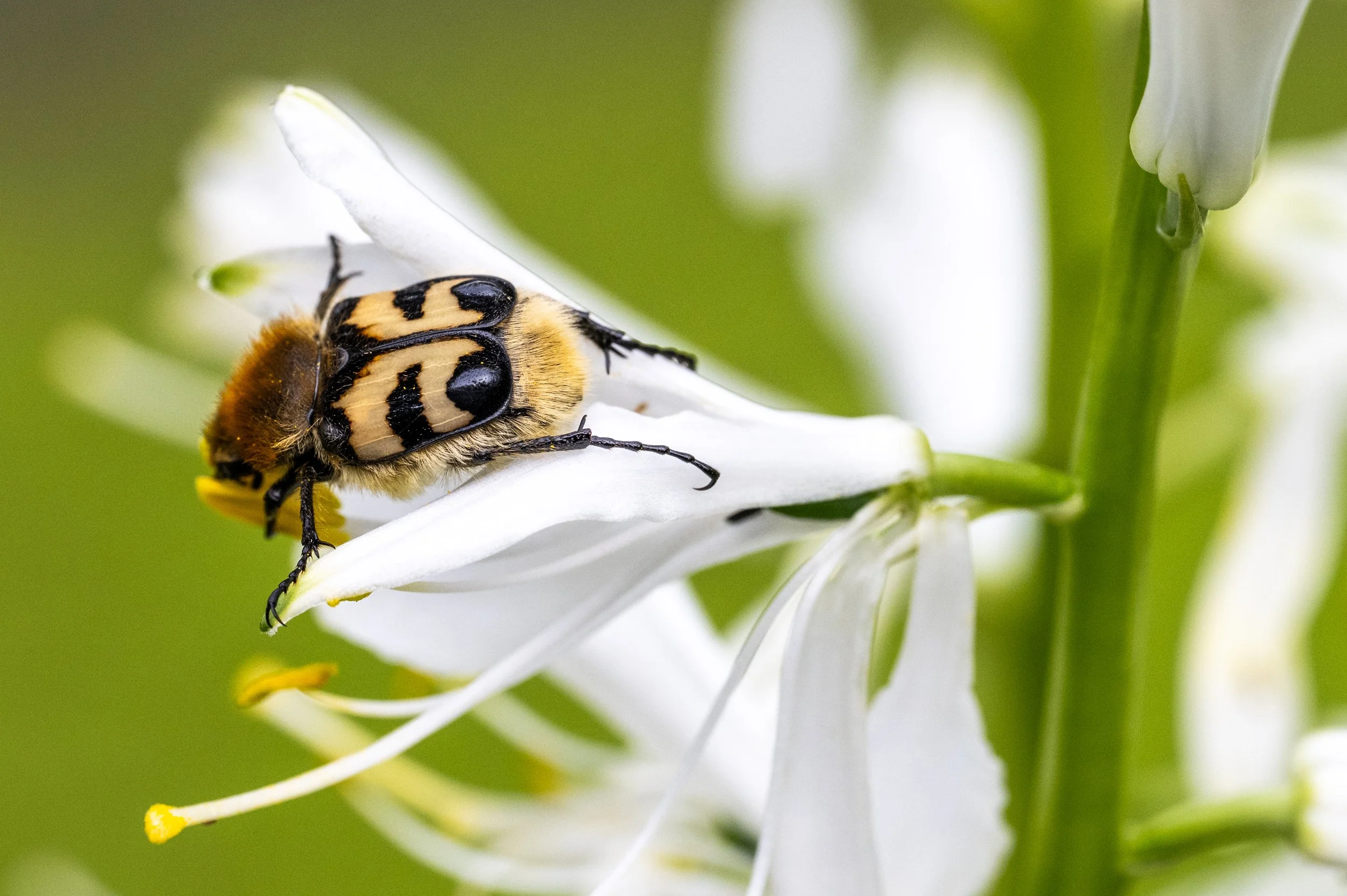 tripid macro video-14.jpg