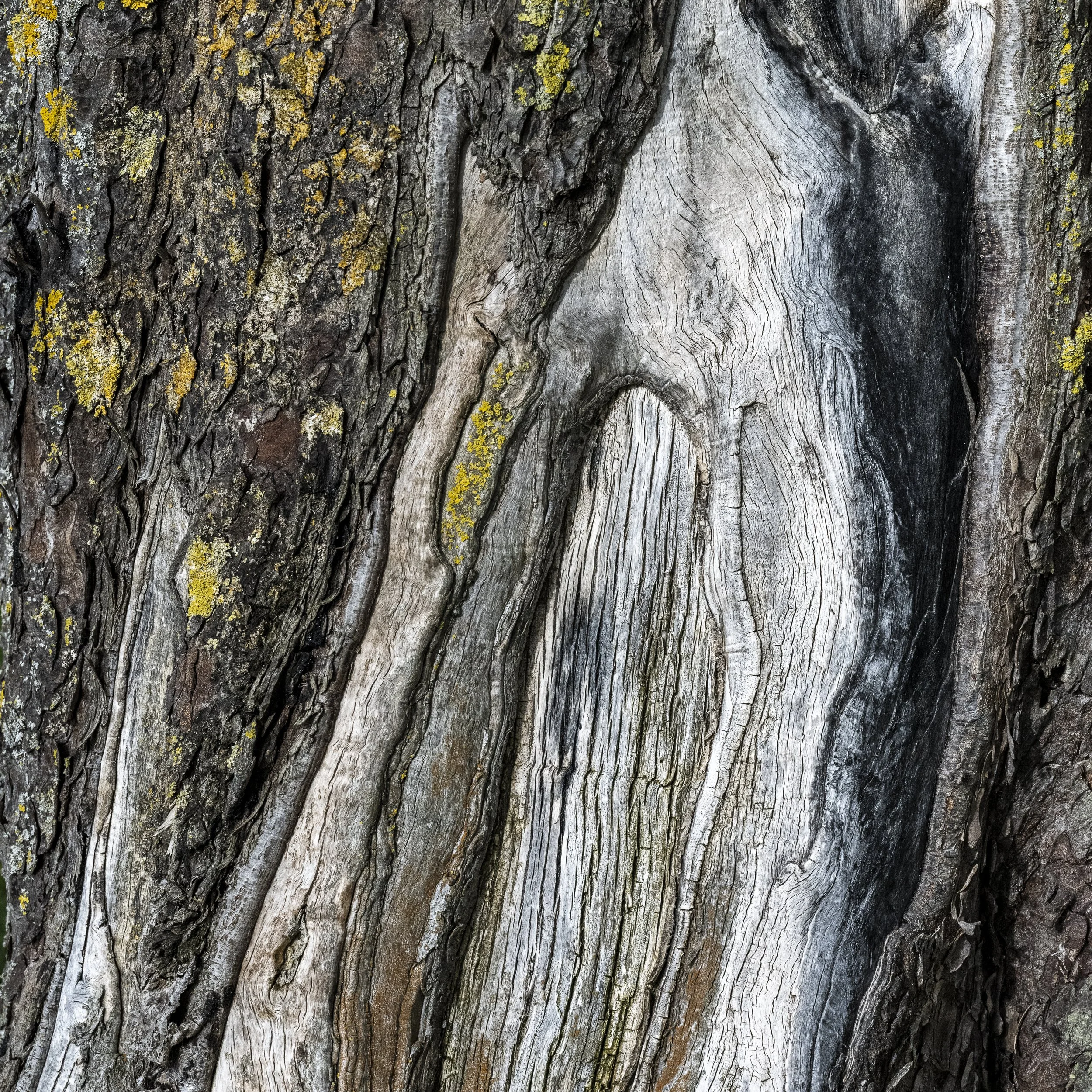 Close-up of a tree trunk with textured bark and a large, smooth, weathered scar in the center, with patches of yellow lichen.