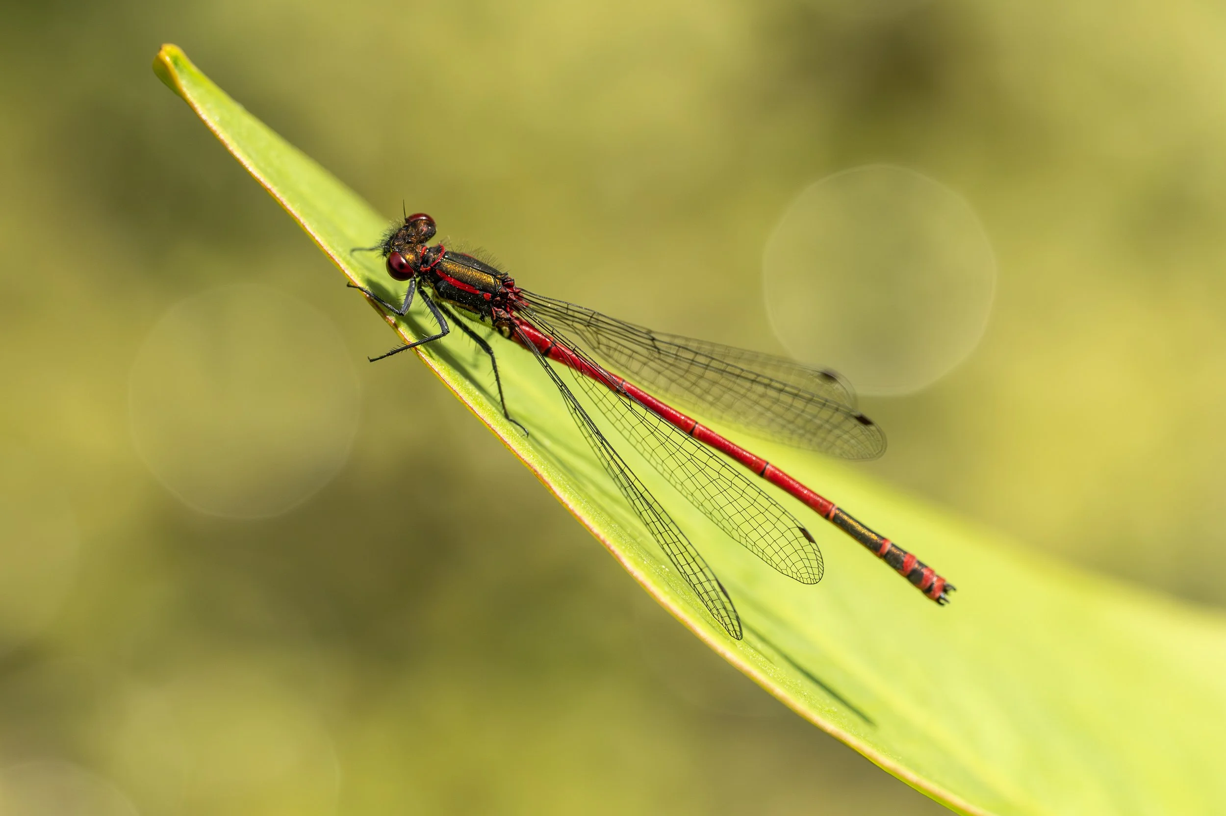Damselfly-28.jpg