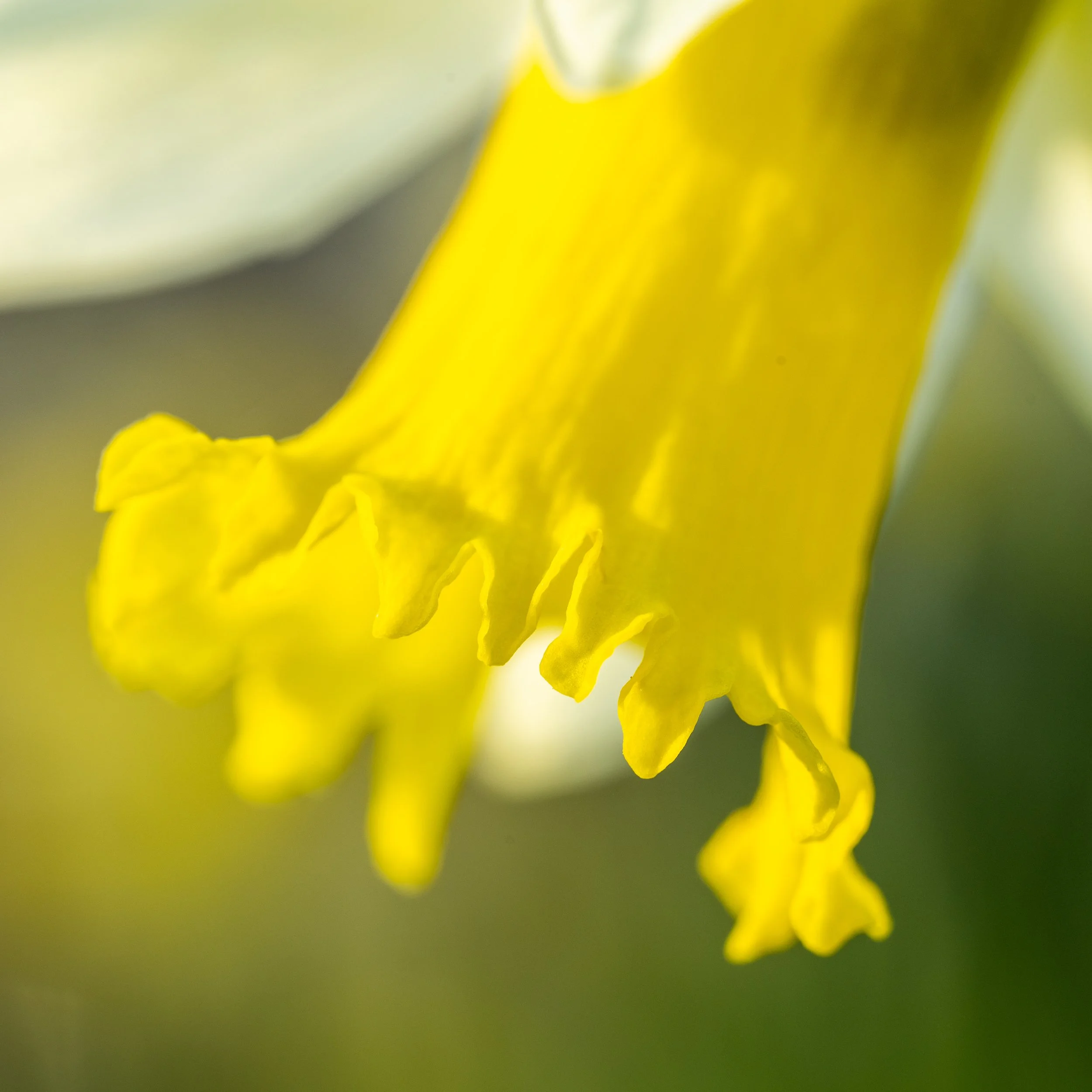 Close-up of a yellow daffodil flower with ruffled petals