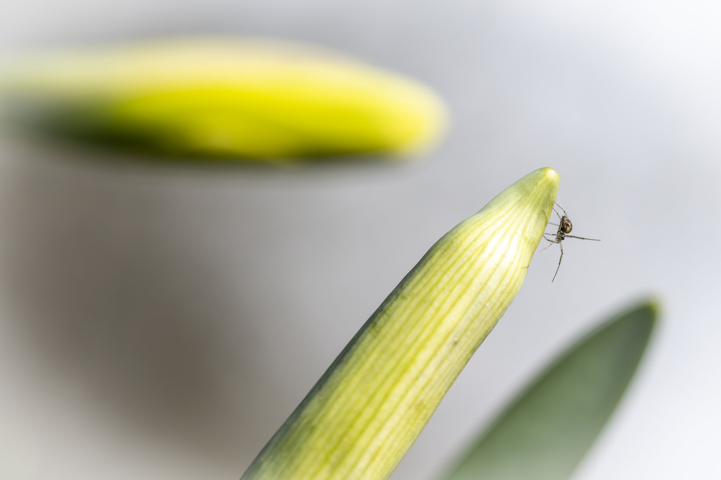 Marcassie Spring-53.jpg