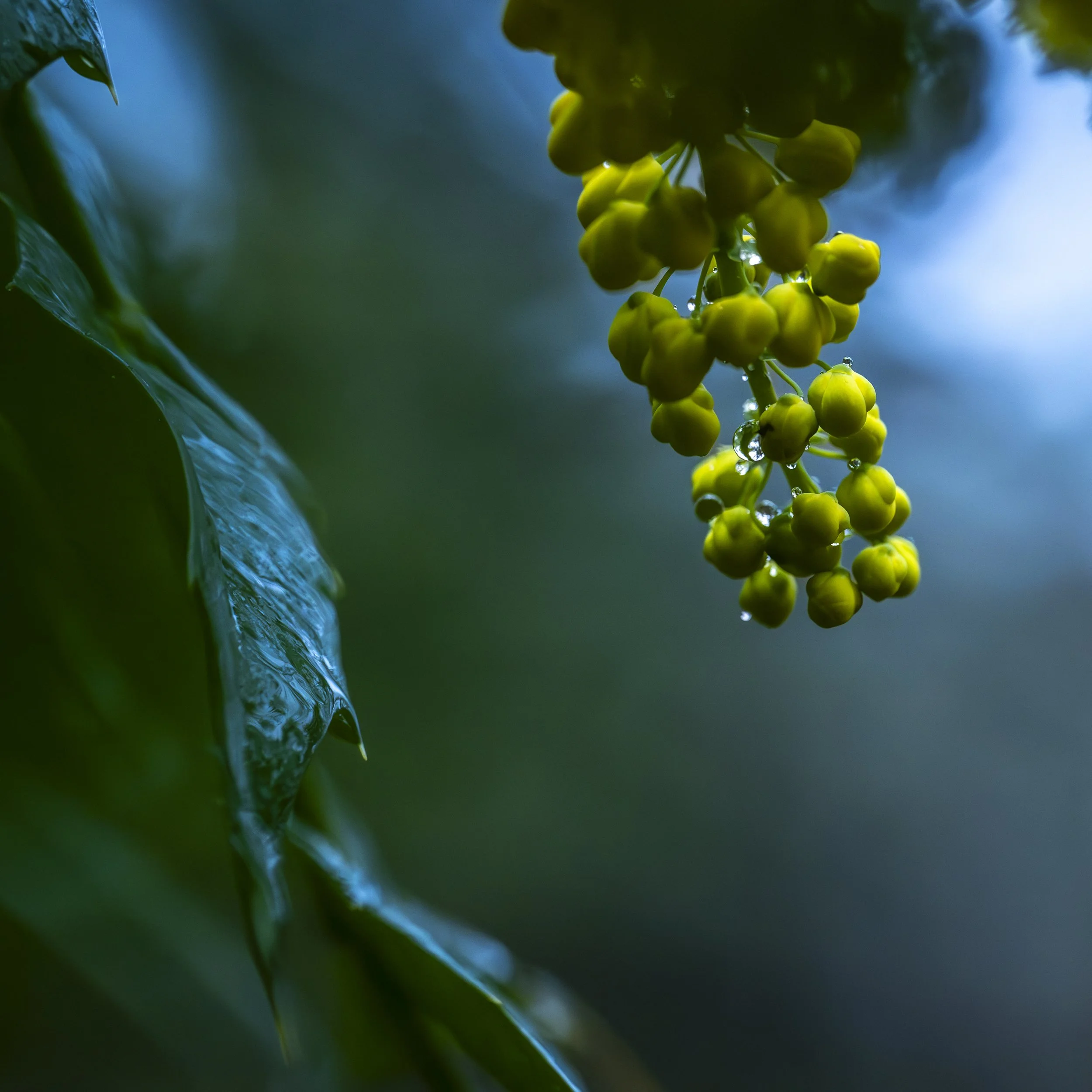 forres yellow wood flower-49.jpg