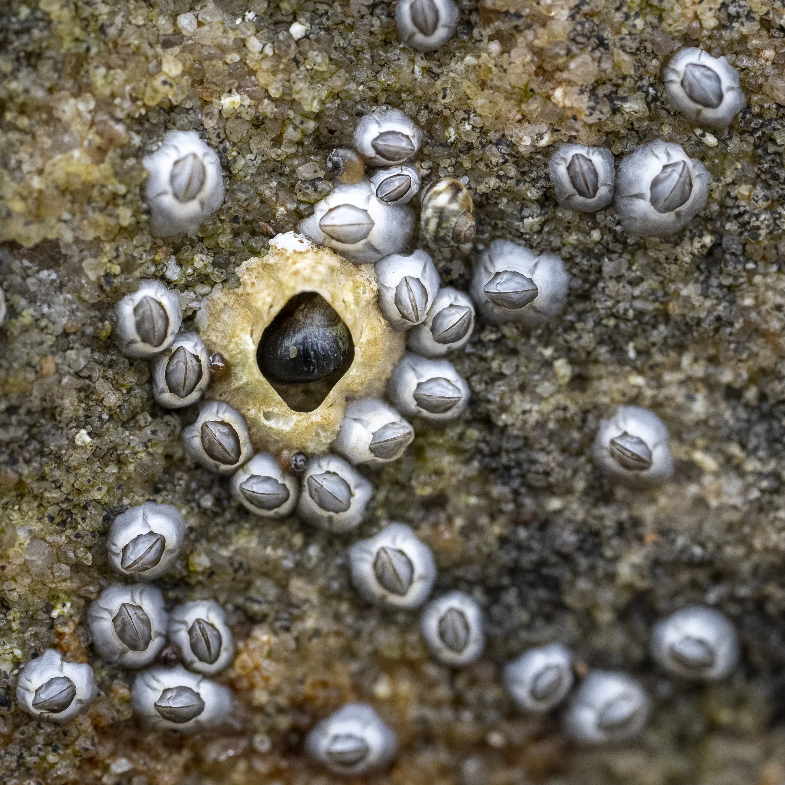 Rock Macro Images-32.jpg