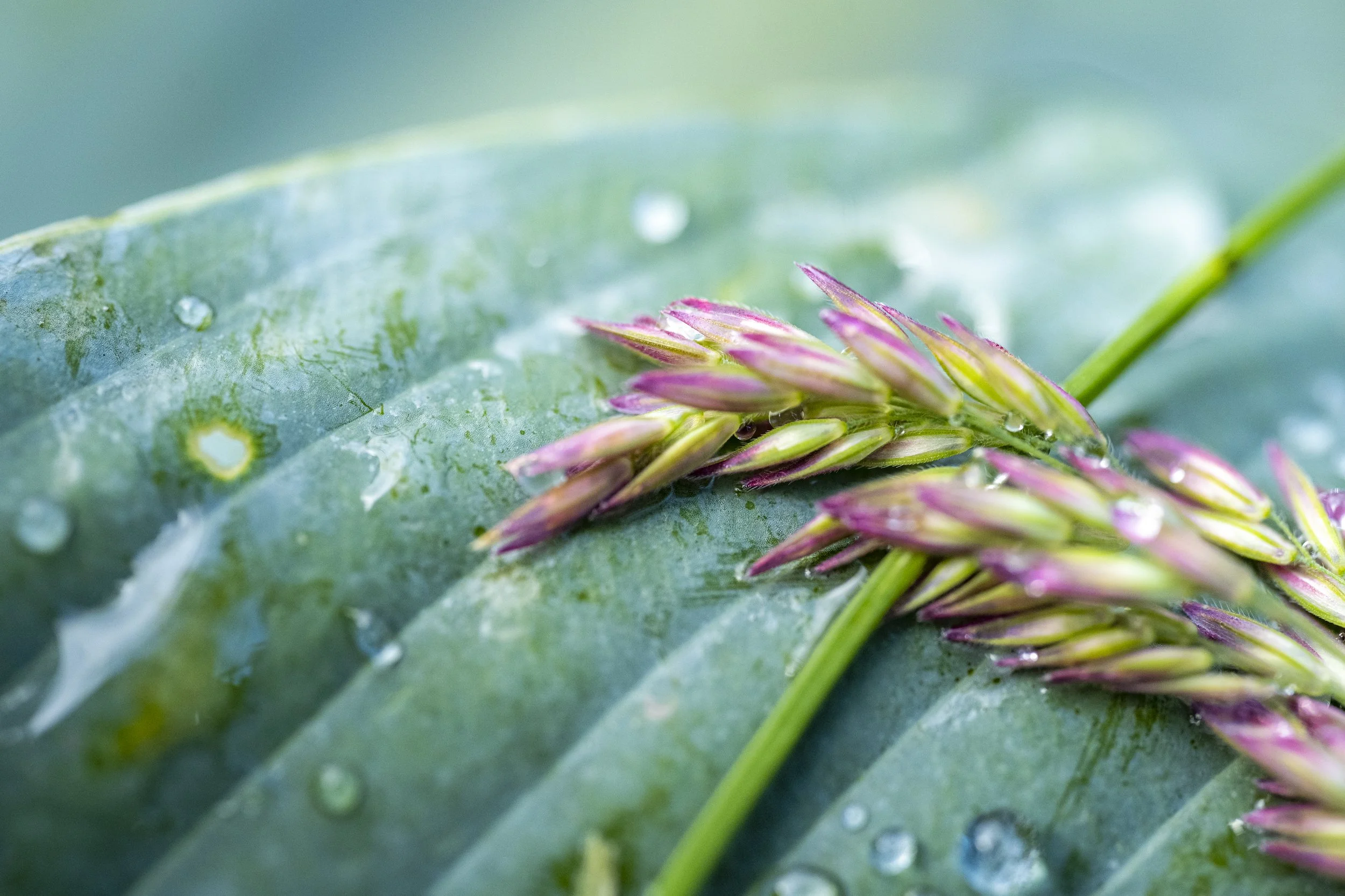 Beauty Burgie-51.jpg