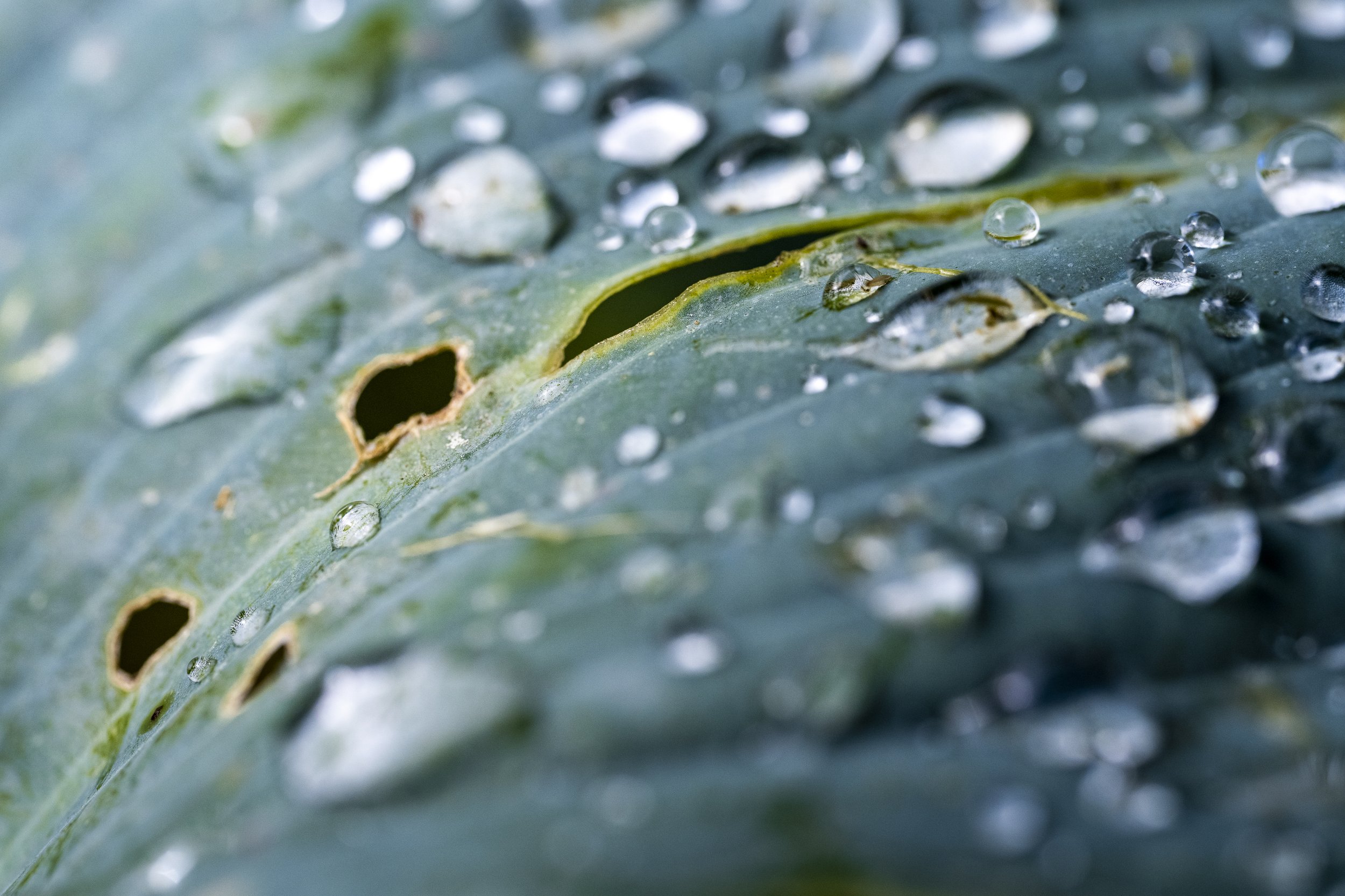 Beauty Burgie-44.jpg