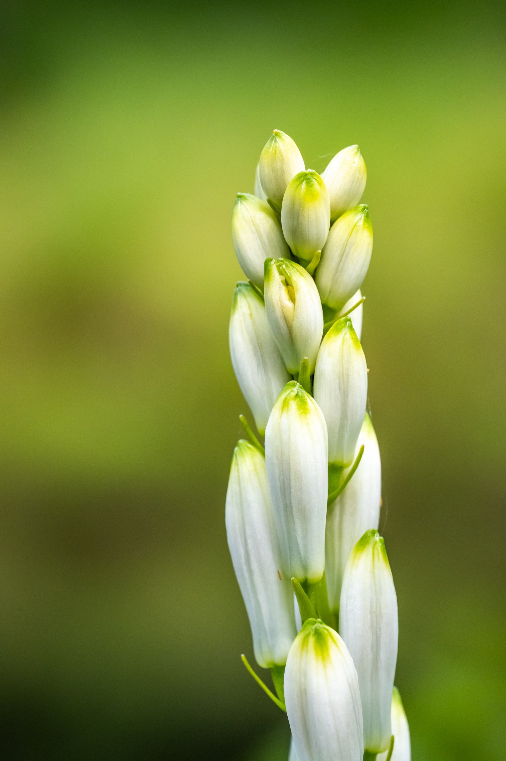 tripid macro video-16.jpg