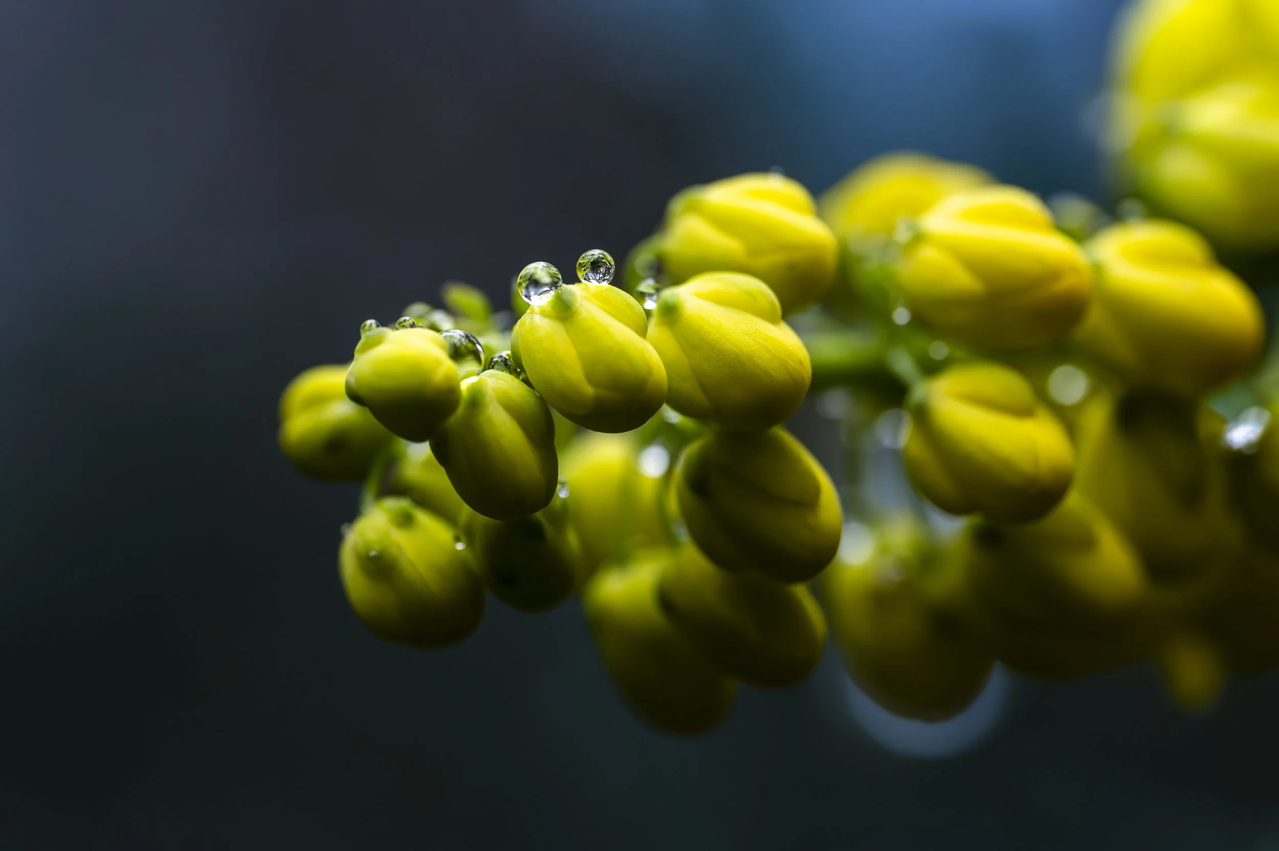 forres yellow wood flower-17.jpg