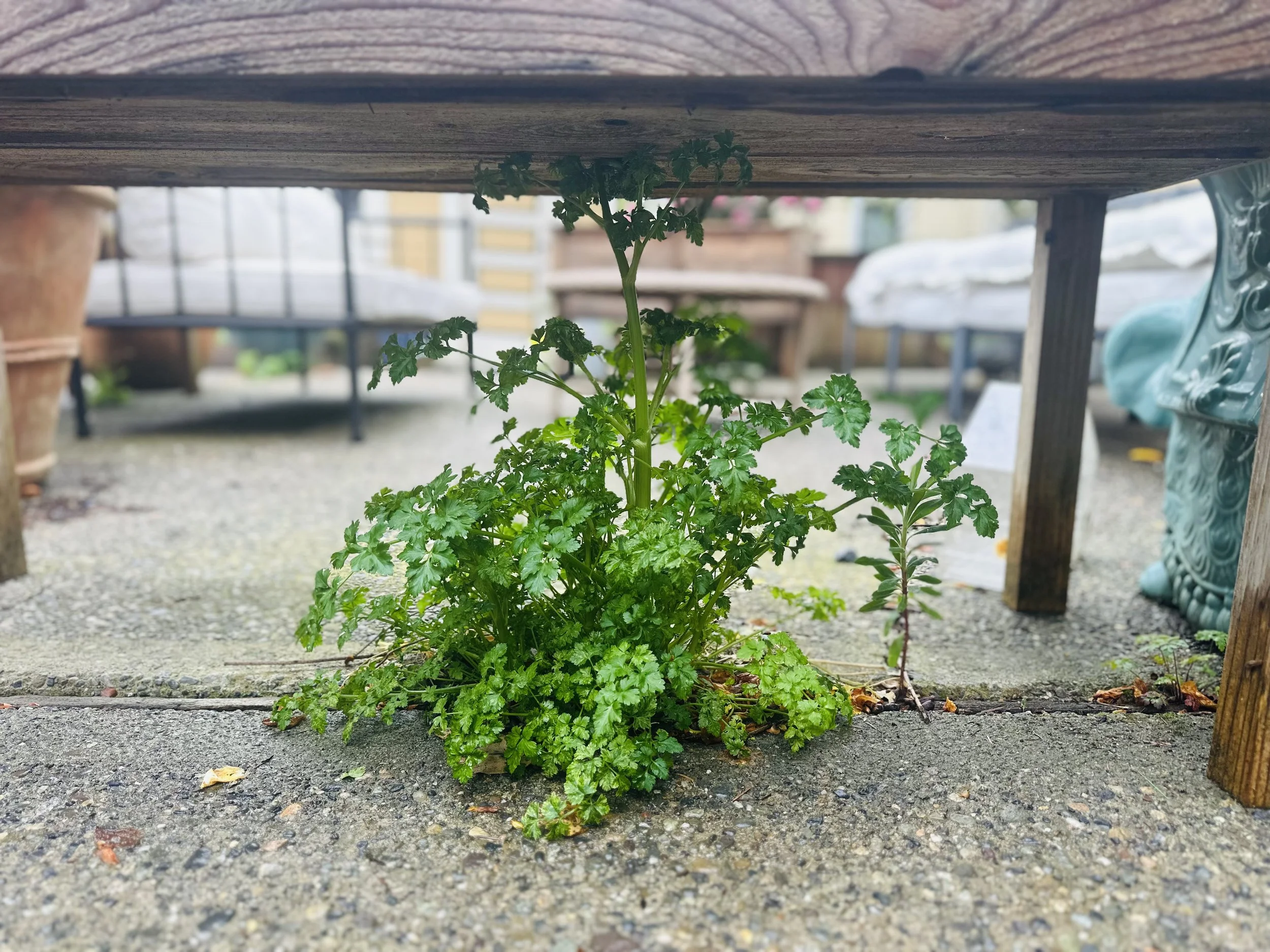 DRIVEWAY PARSLEY