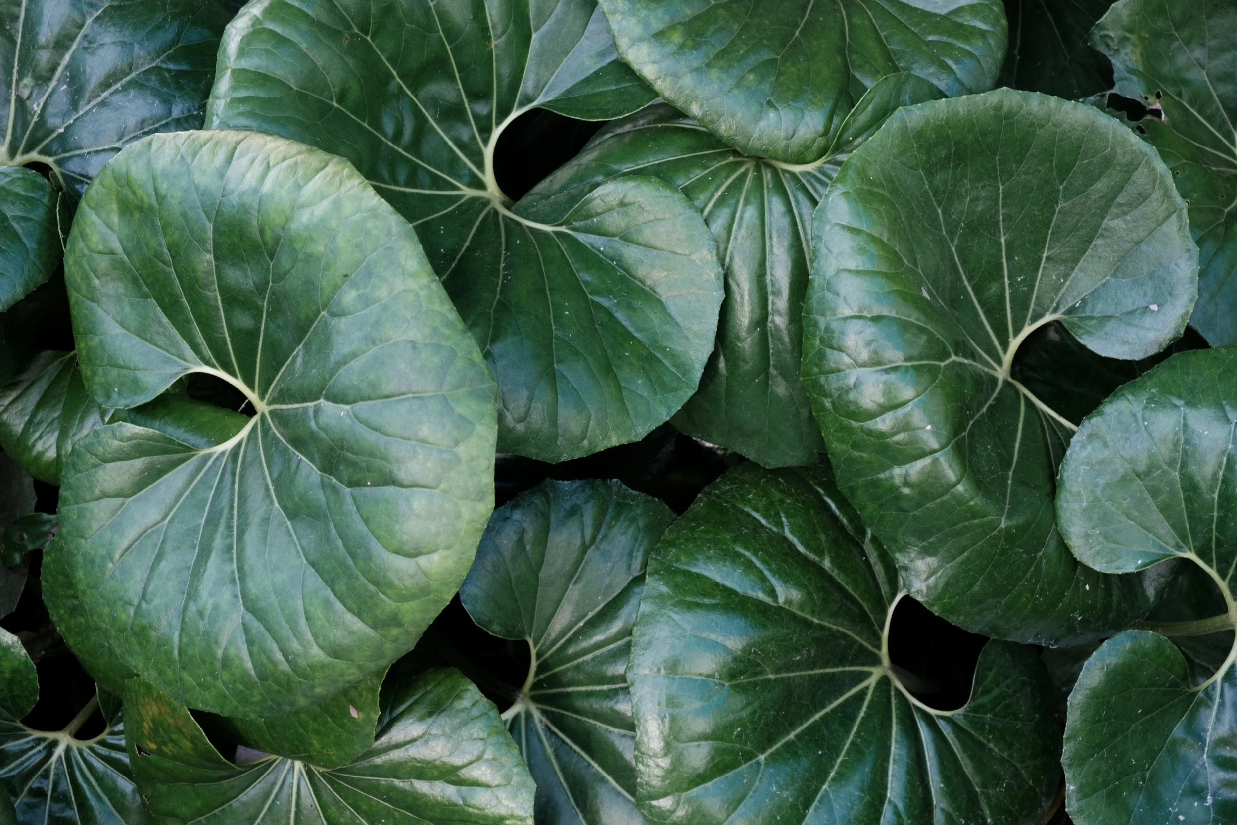 Plant Style