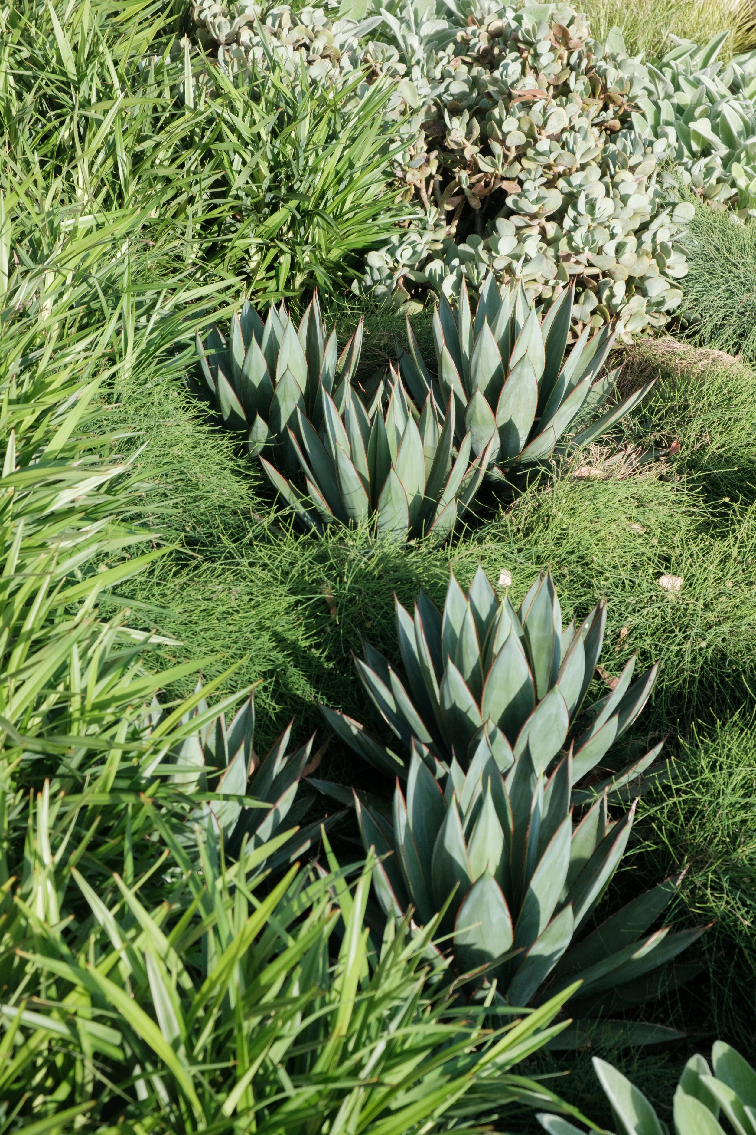 Plants Composition