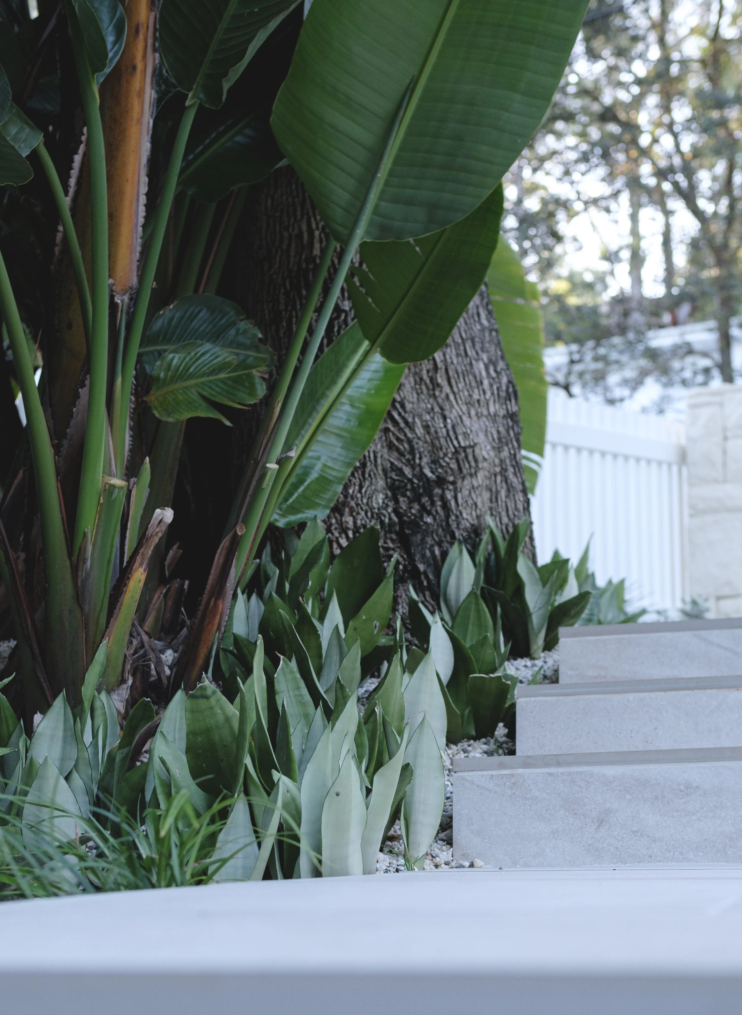 Plants and Stairs