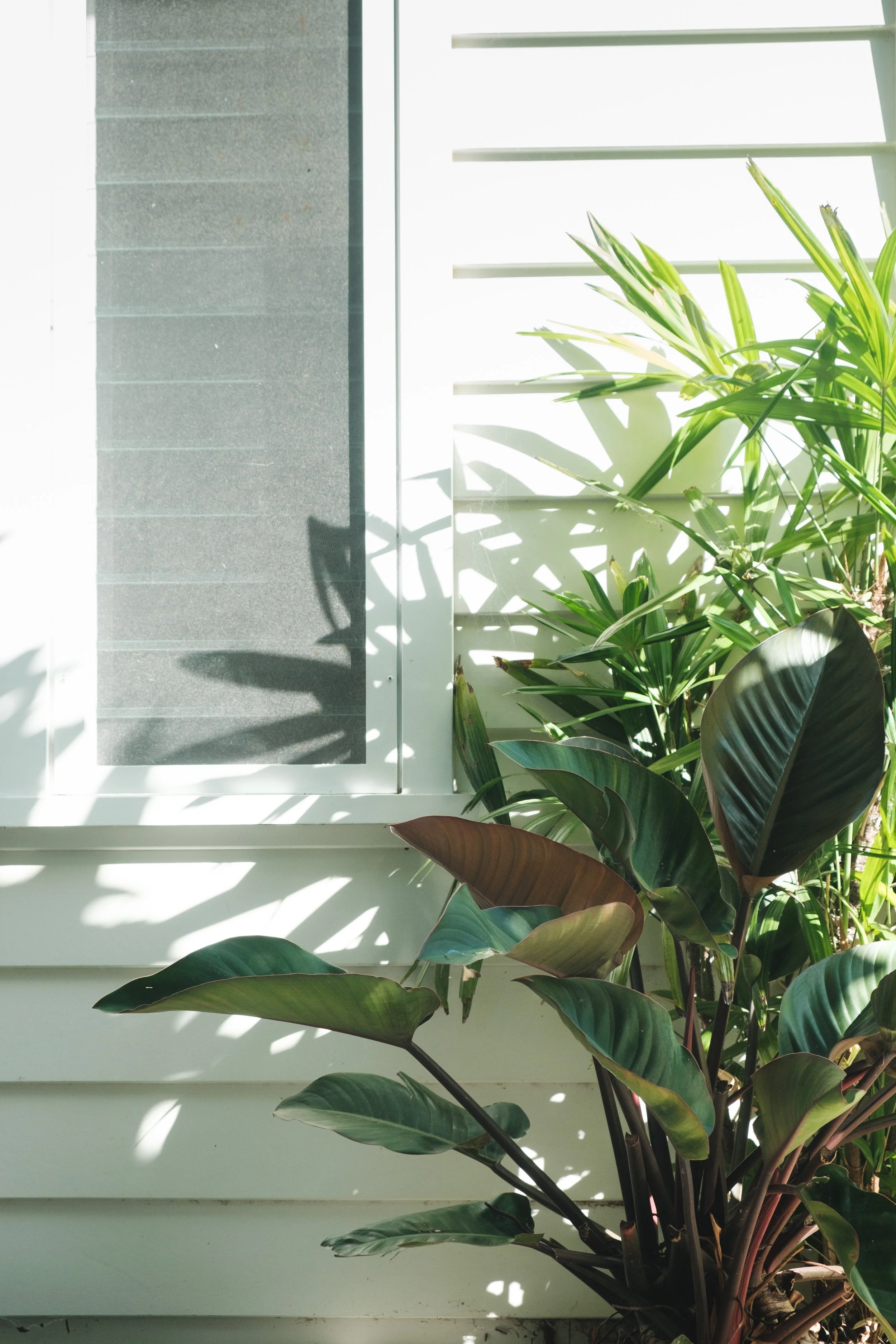 plant composition