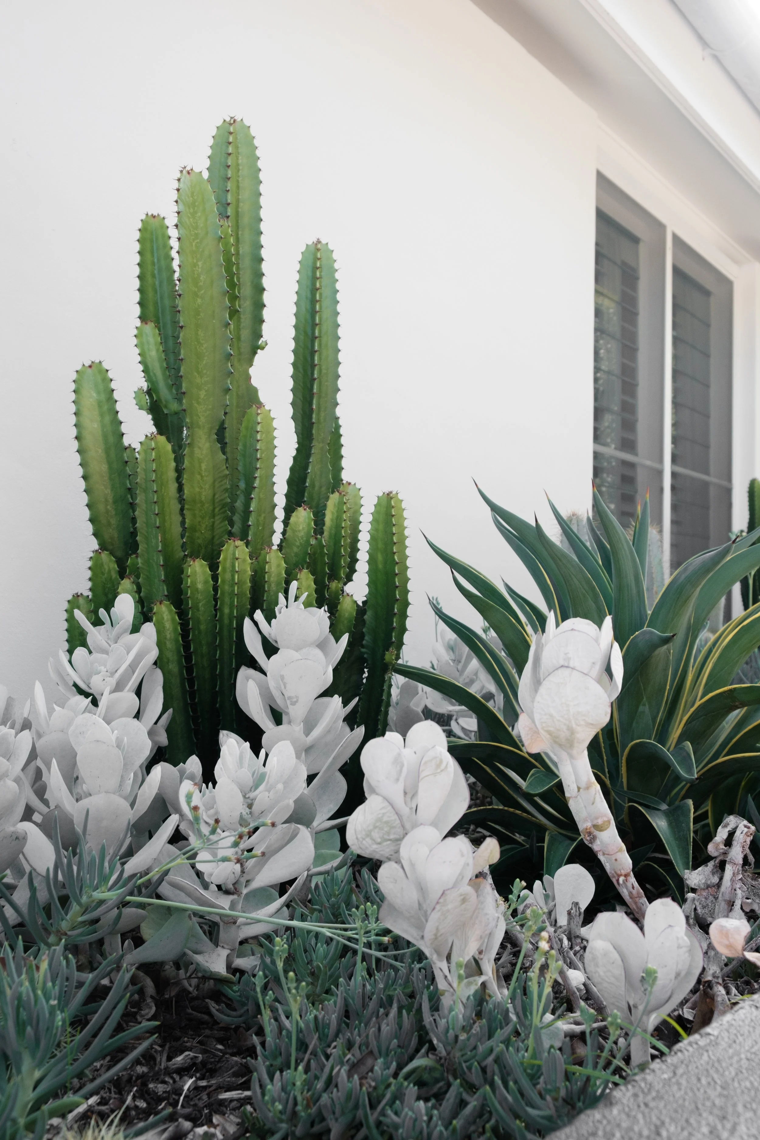 Plants Composition
