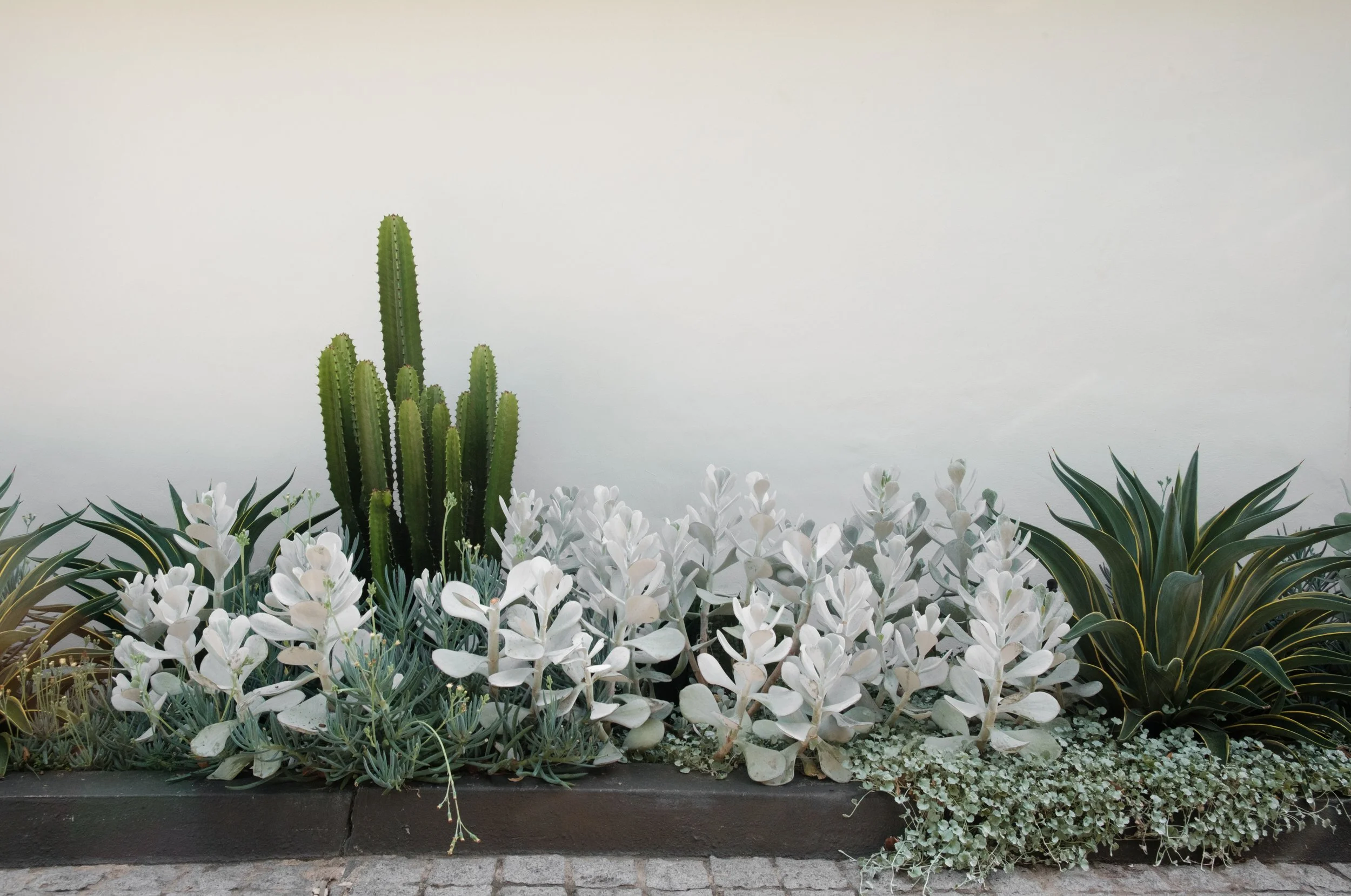 Plants Composition