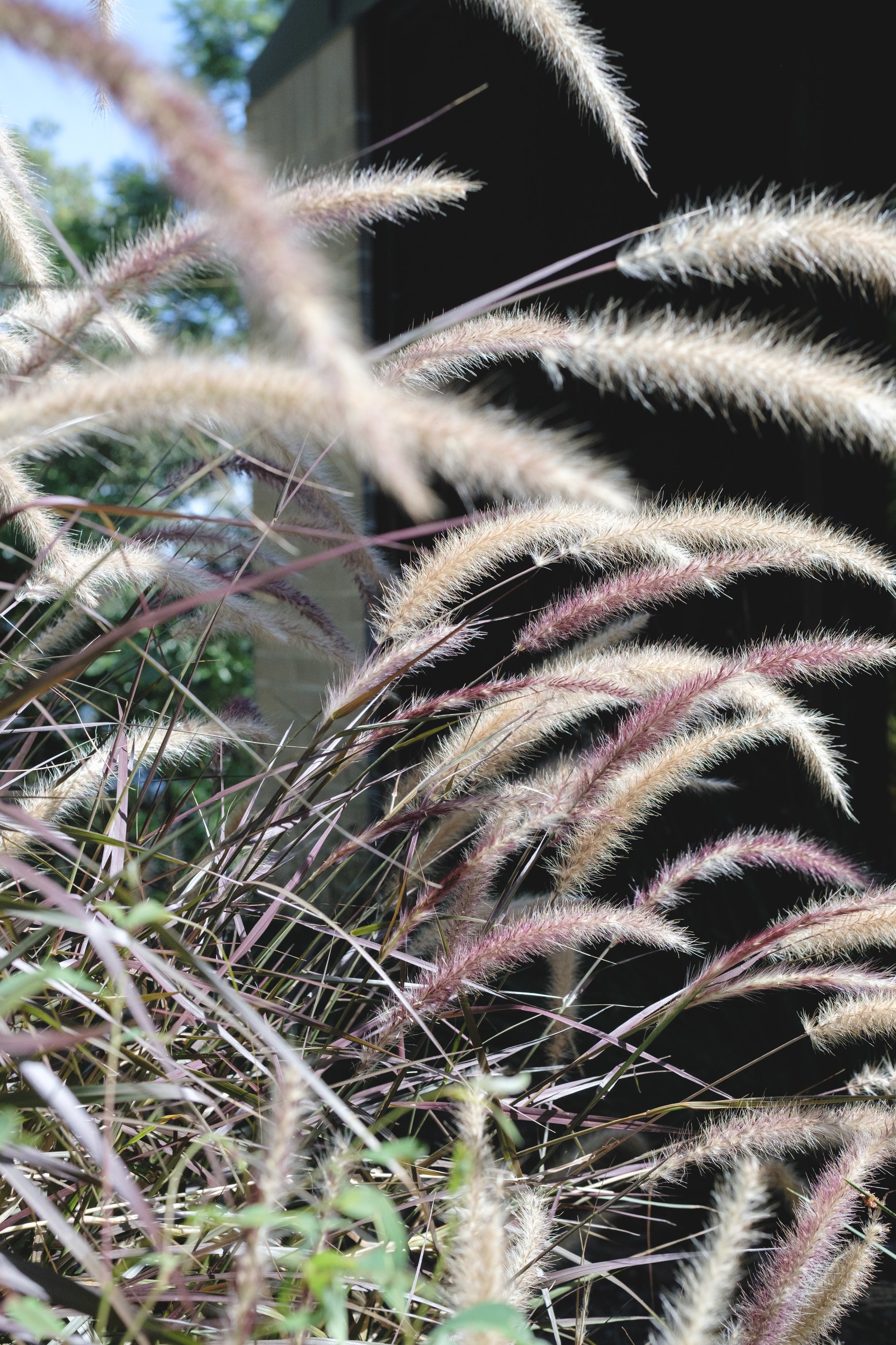 Plants